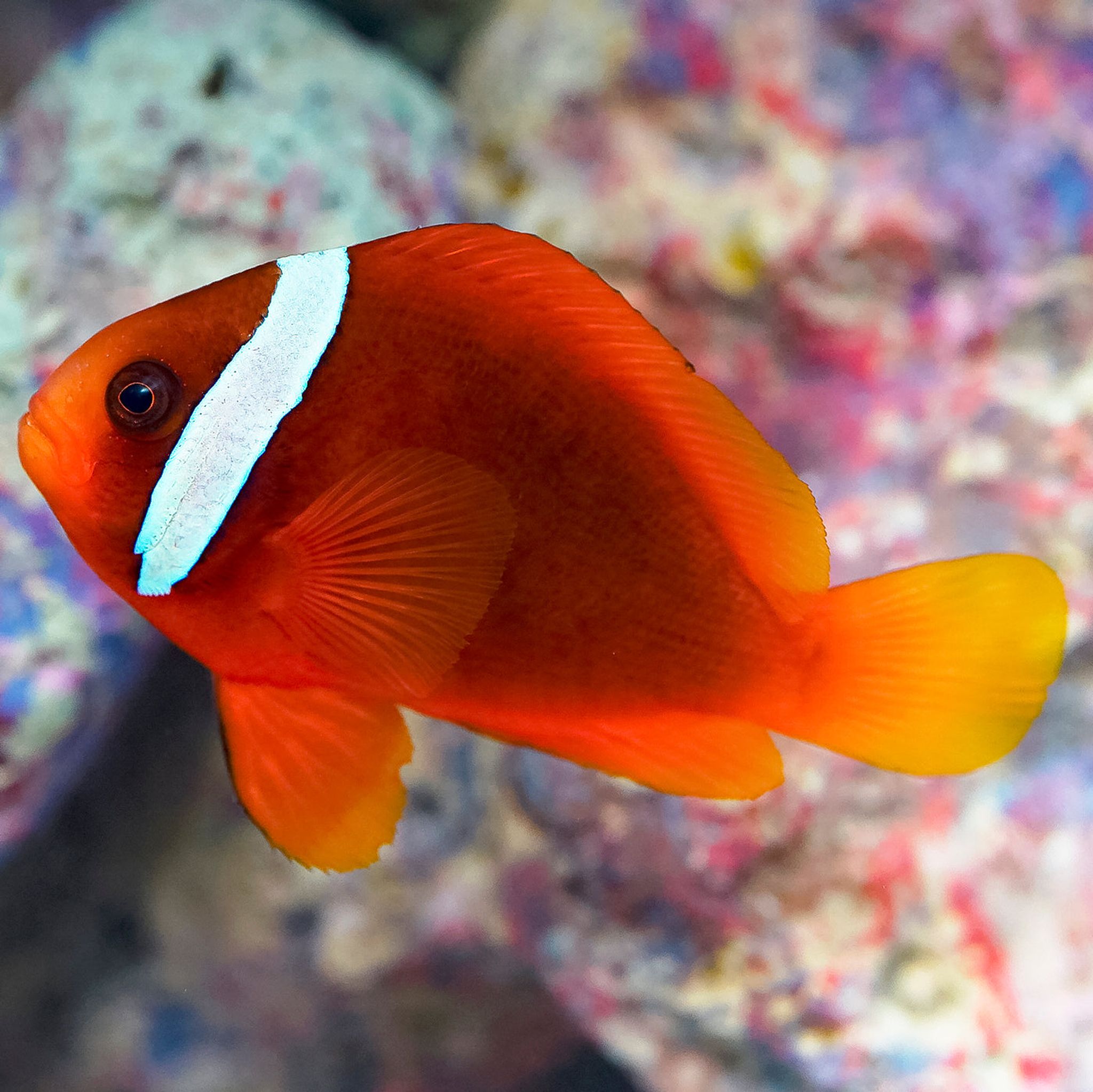 Tomato Clownfish 2.5" WYSIWYG