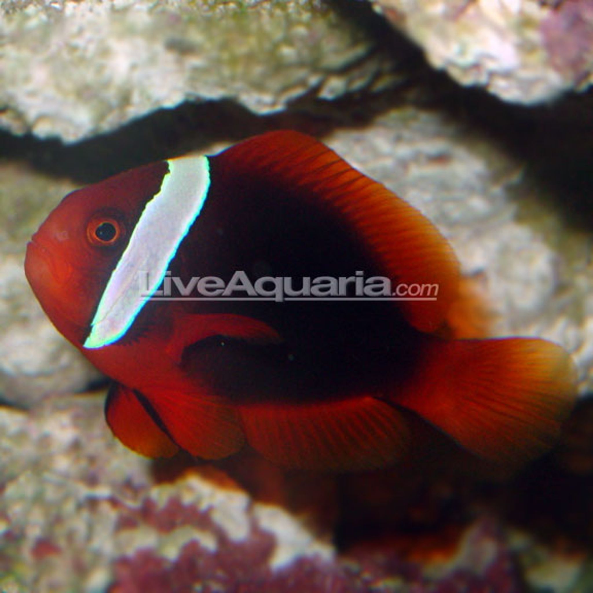 Tomato Clownfish
