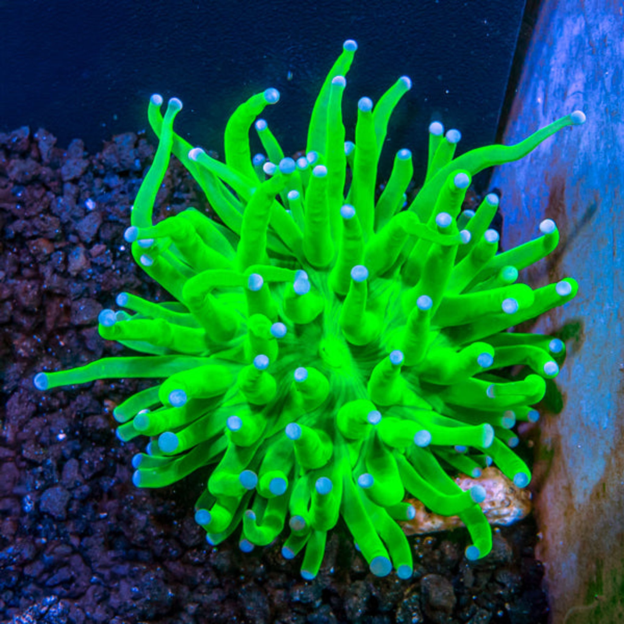 Best Placement for Torch Coral: PAR, Flow and Space Requirements