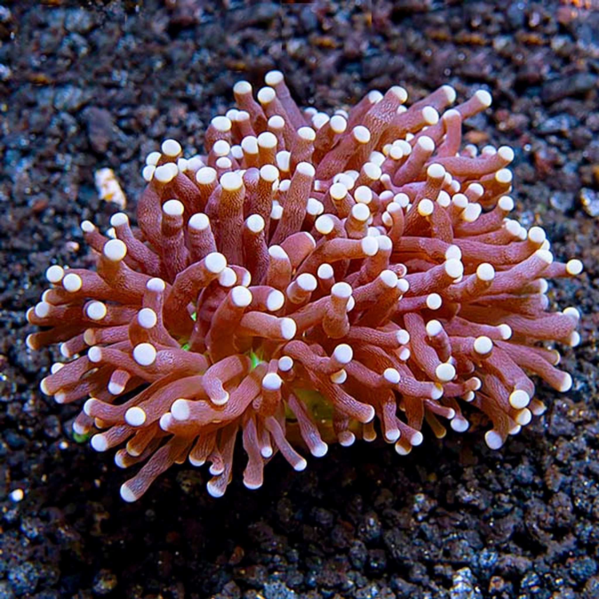 Torch Coral
