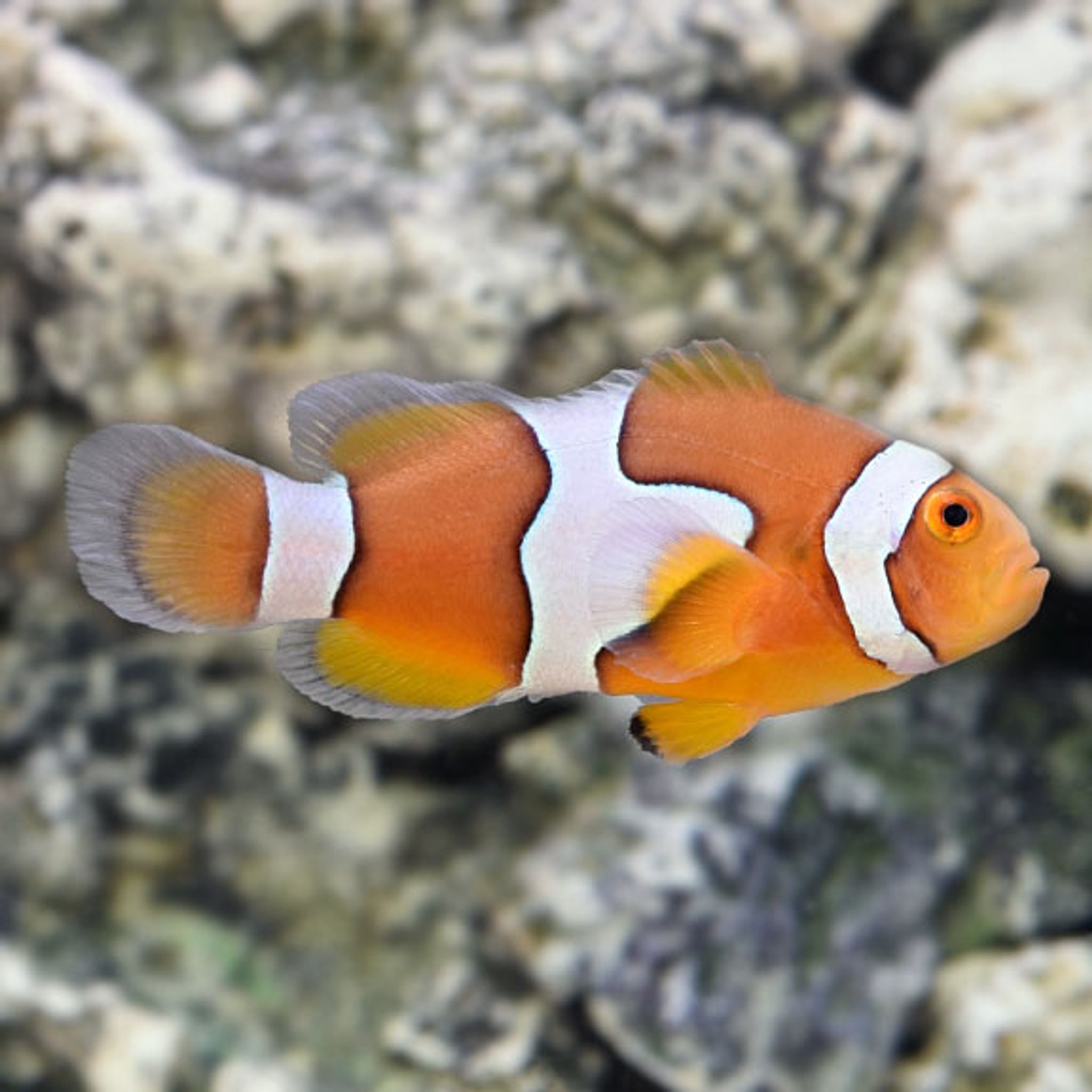 True Percula Clownfish, Captive-Bred