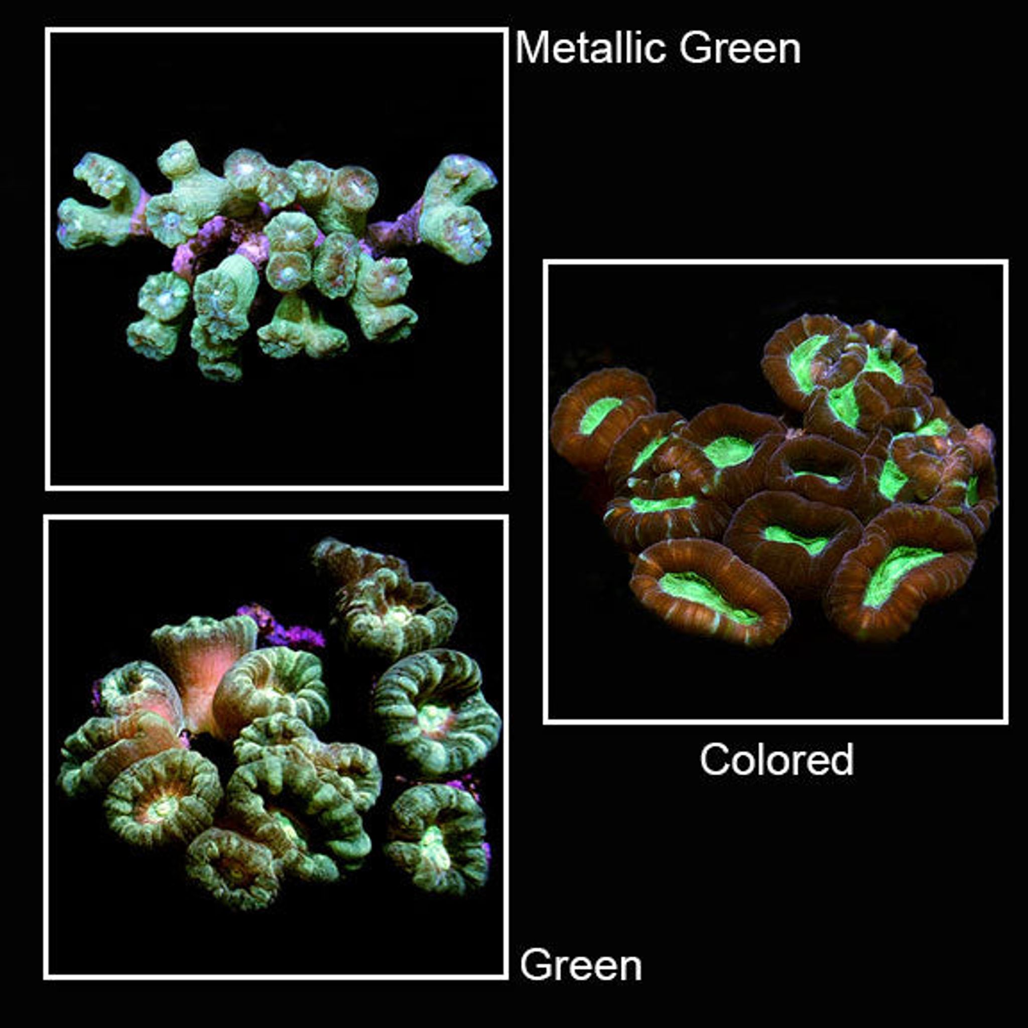 Trumpet Coral