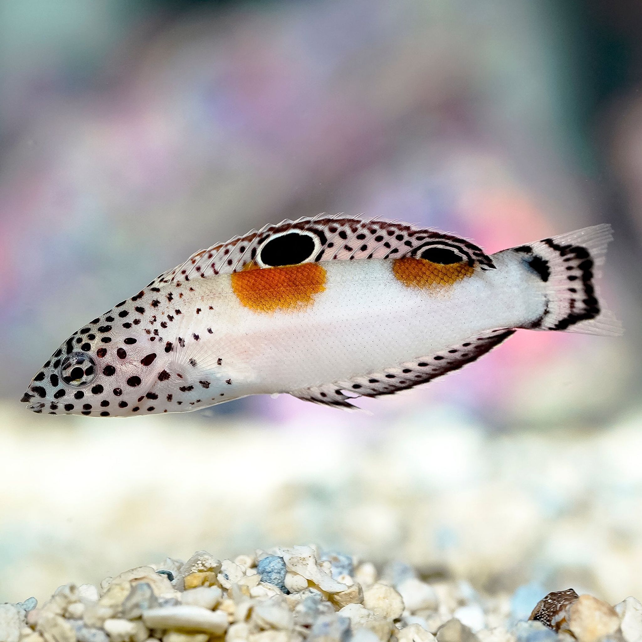 Twin Spot Wrasse 3" WYSIWYG