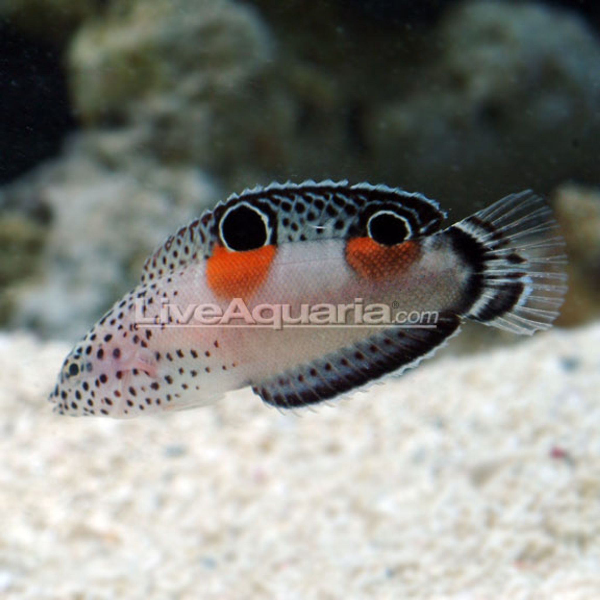 Twin Spot Wrasse