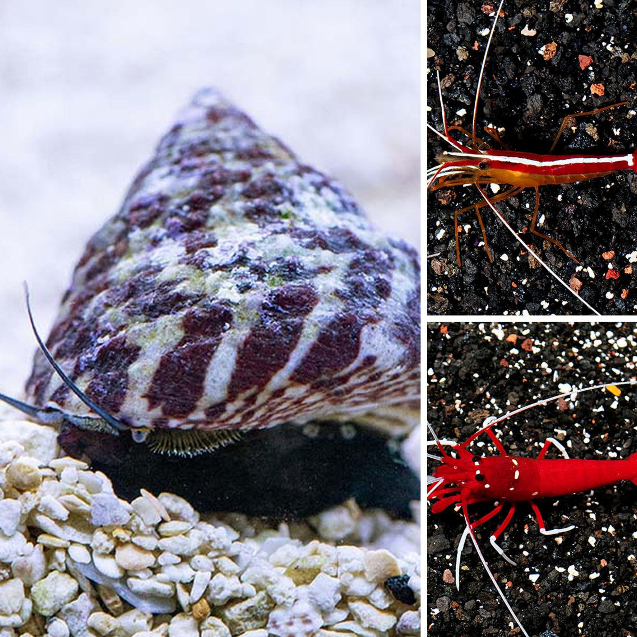 Two Cleaner Shrimp, 1 Blood Red Fire Shrimp, Free 6 Banded Trochus Snail (Miscellaneous species)