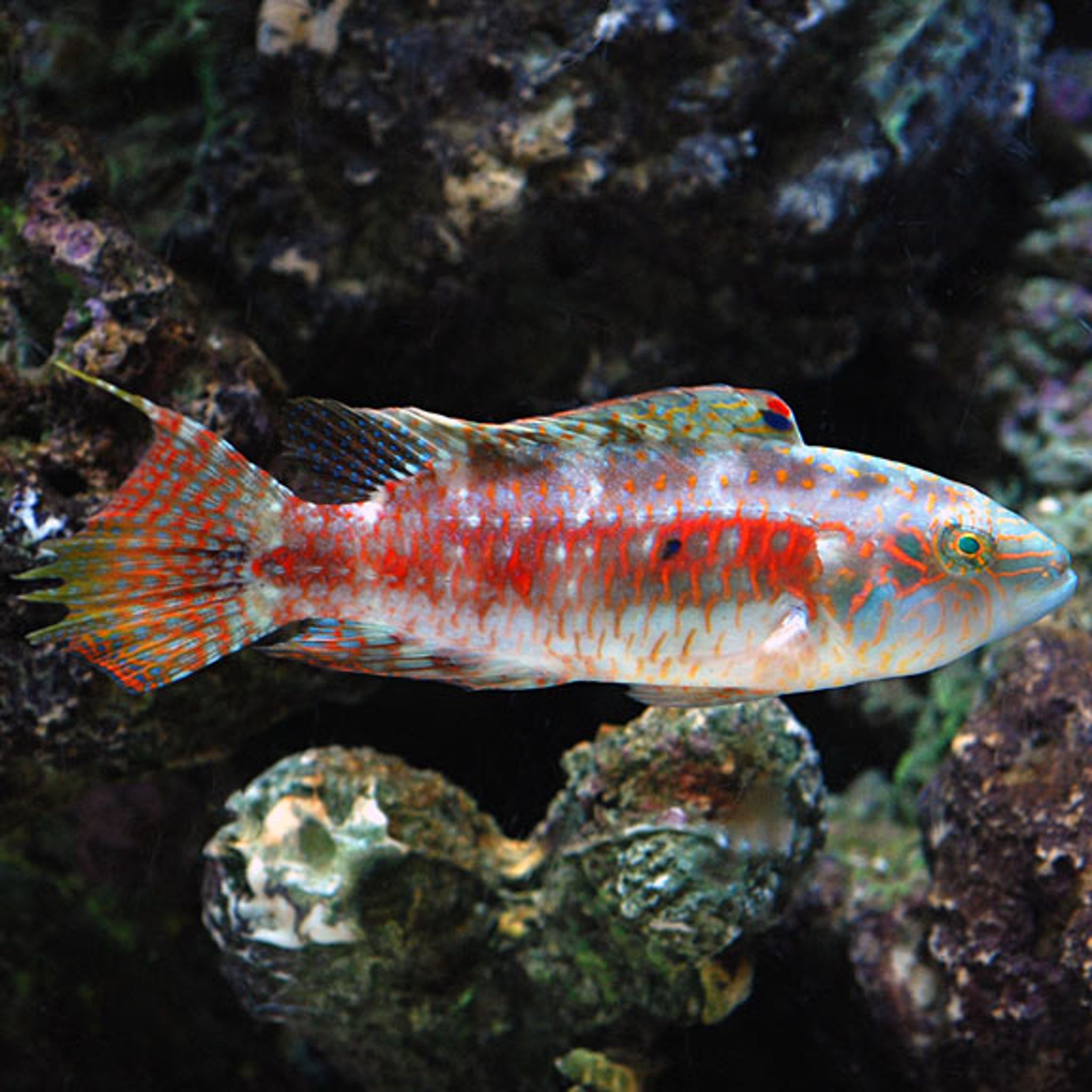 Two Spot Wrasse (Cheilinus bimaculatus)
