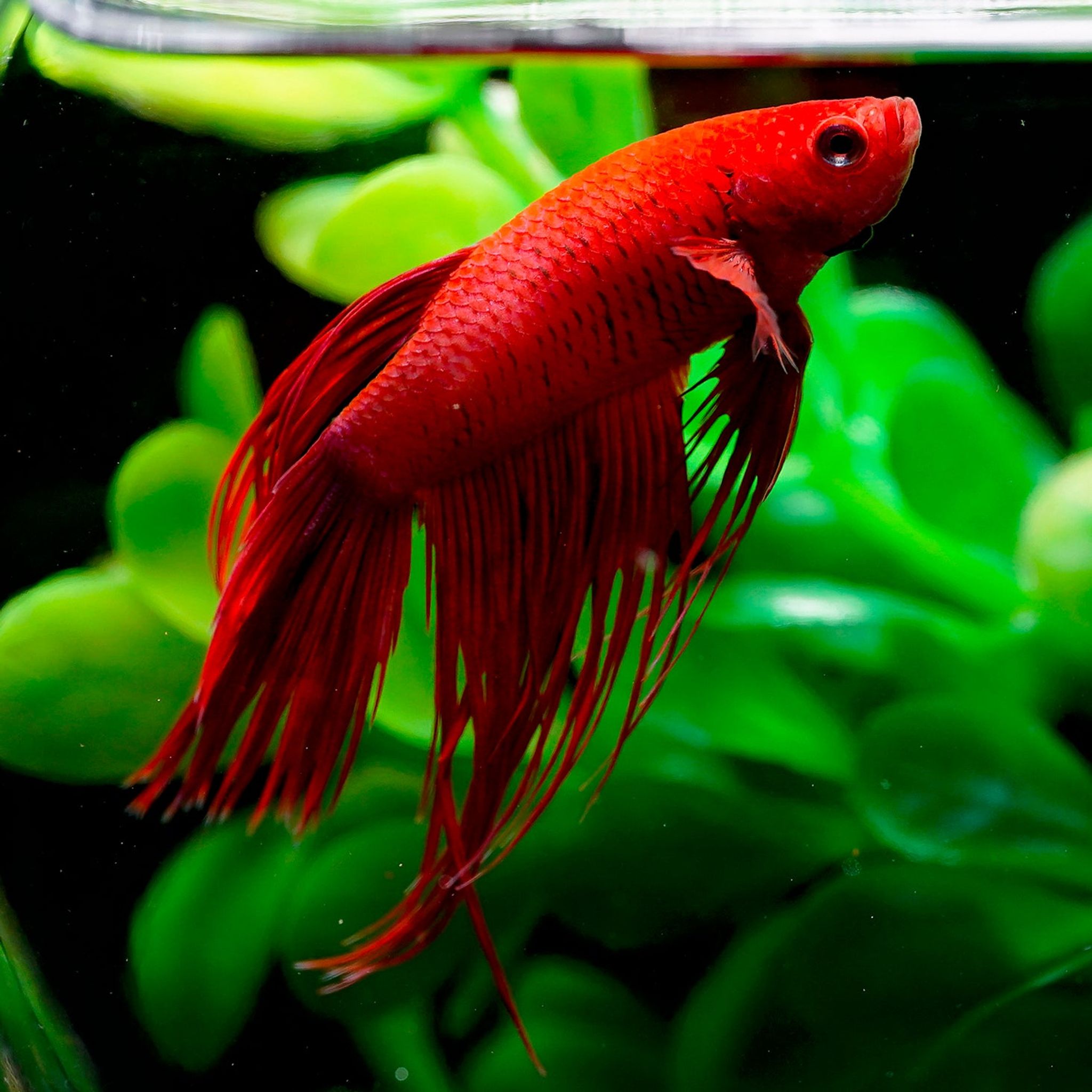 Veil Tail Betta Male - All Red (Betta splendens)