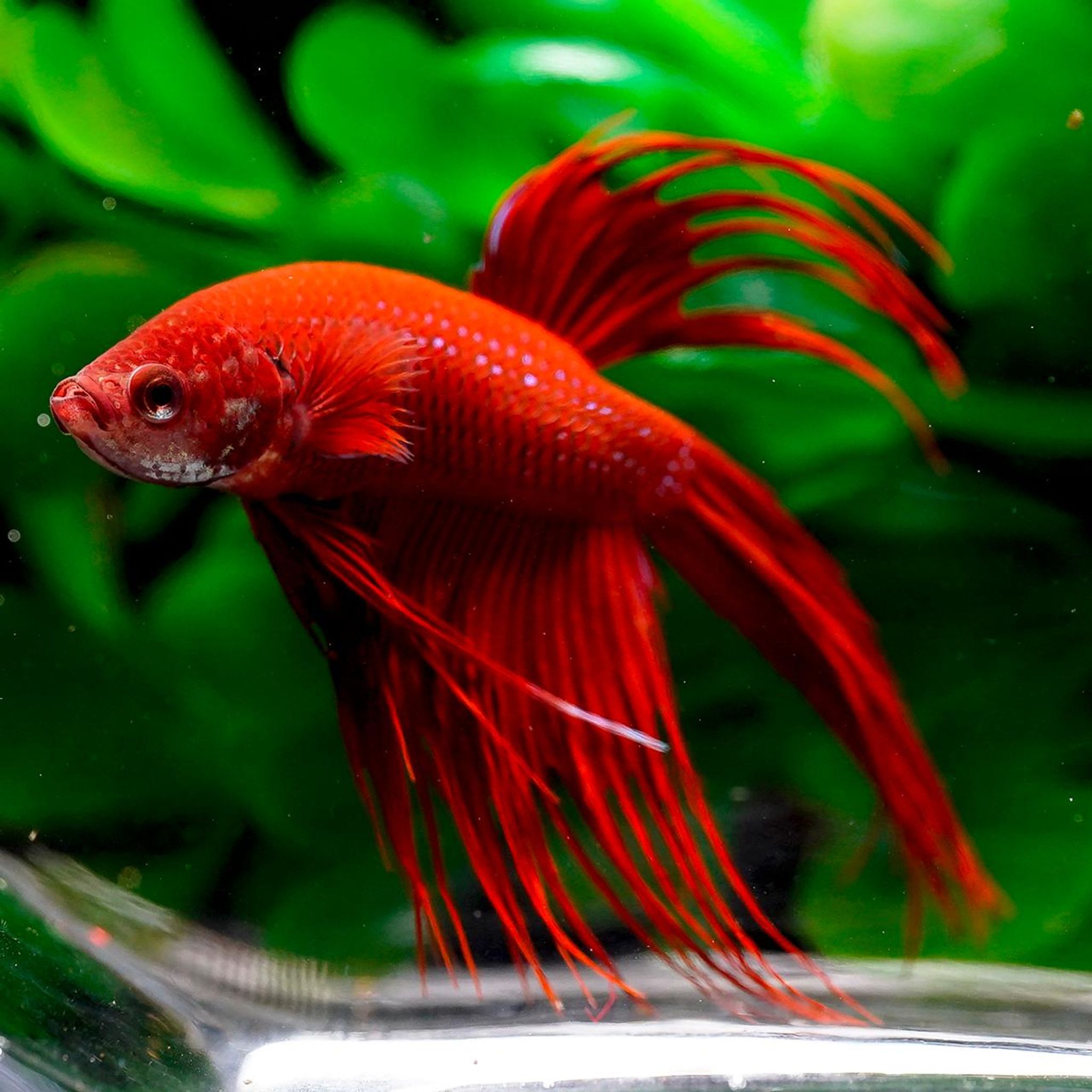 Veil Tail Betta Male - All Red - WYSIWYG (Betta splendens)