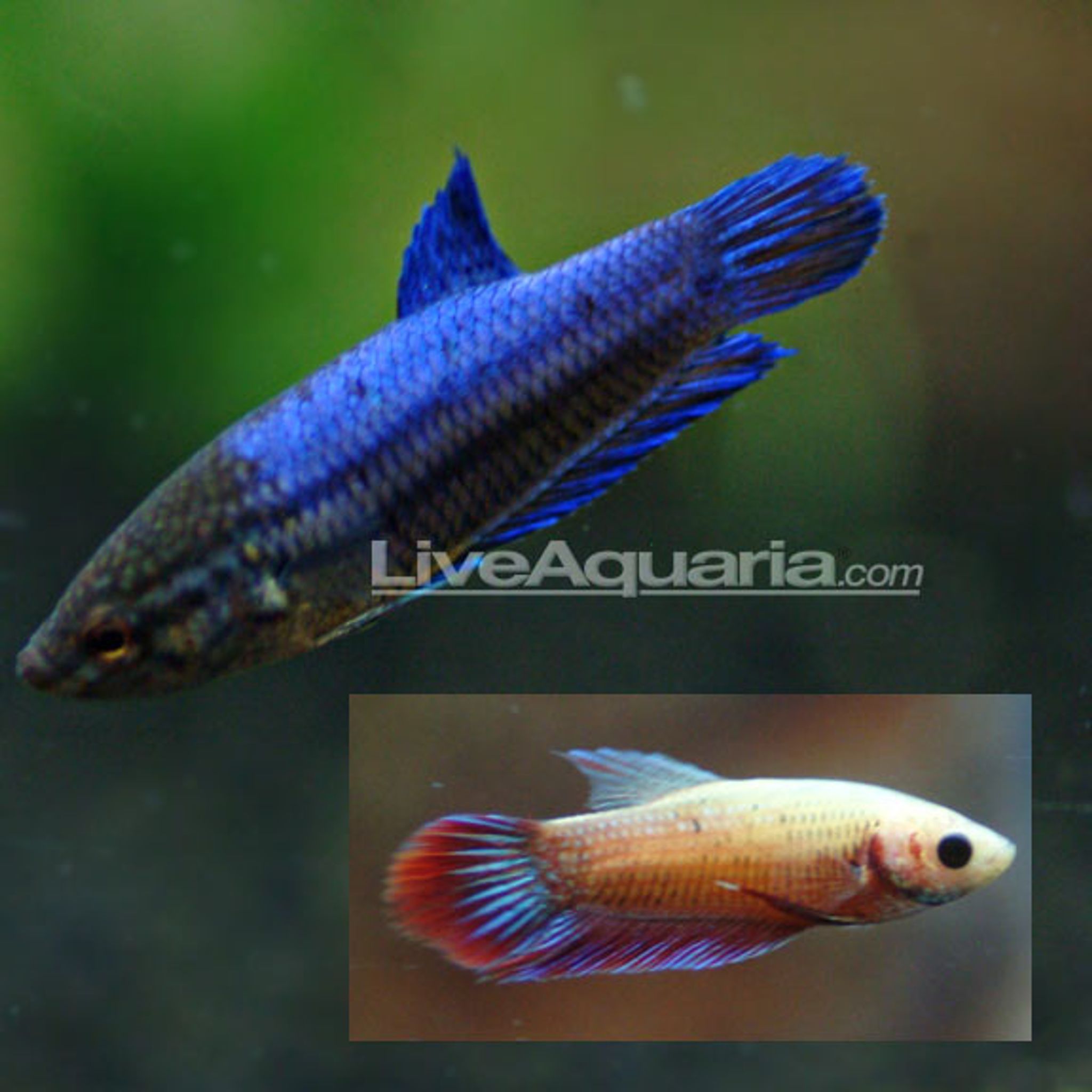 Veiltail Betta, Female