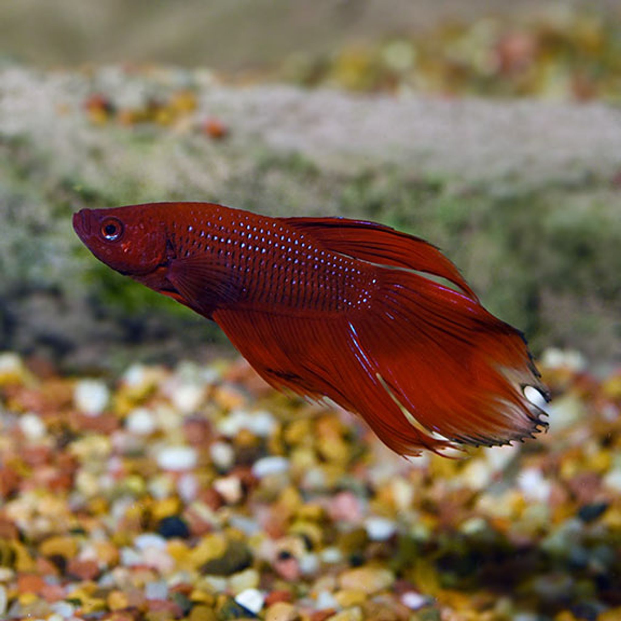 What Do Betta Fish Eat? A Practical Feeding Guide