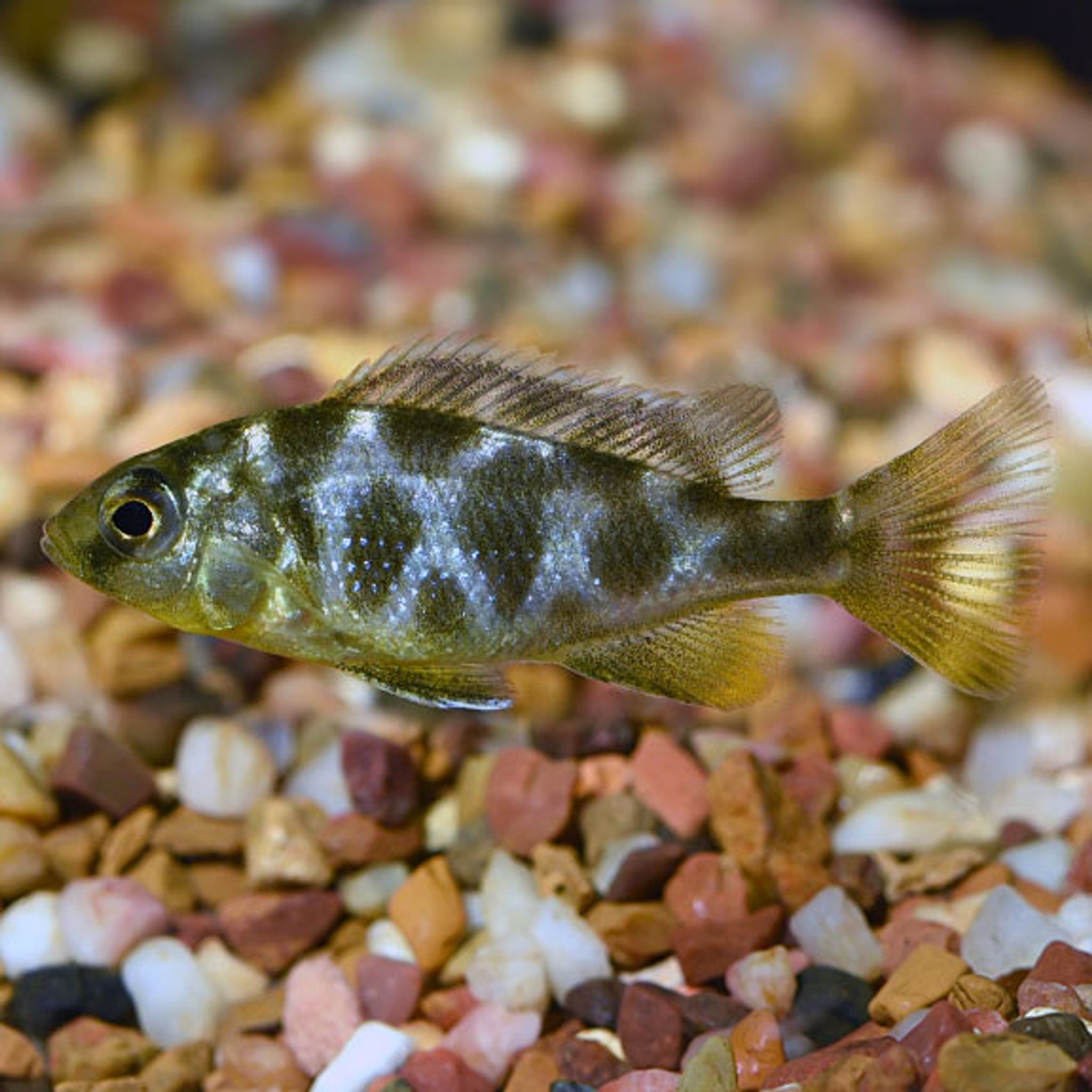 Venustus Cichlid (Nimbochromis venustrus)