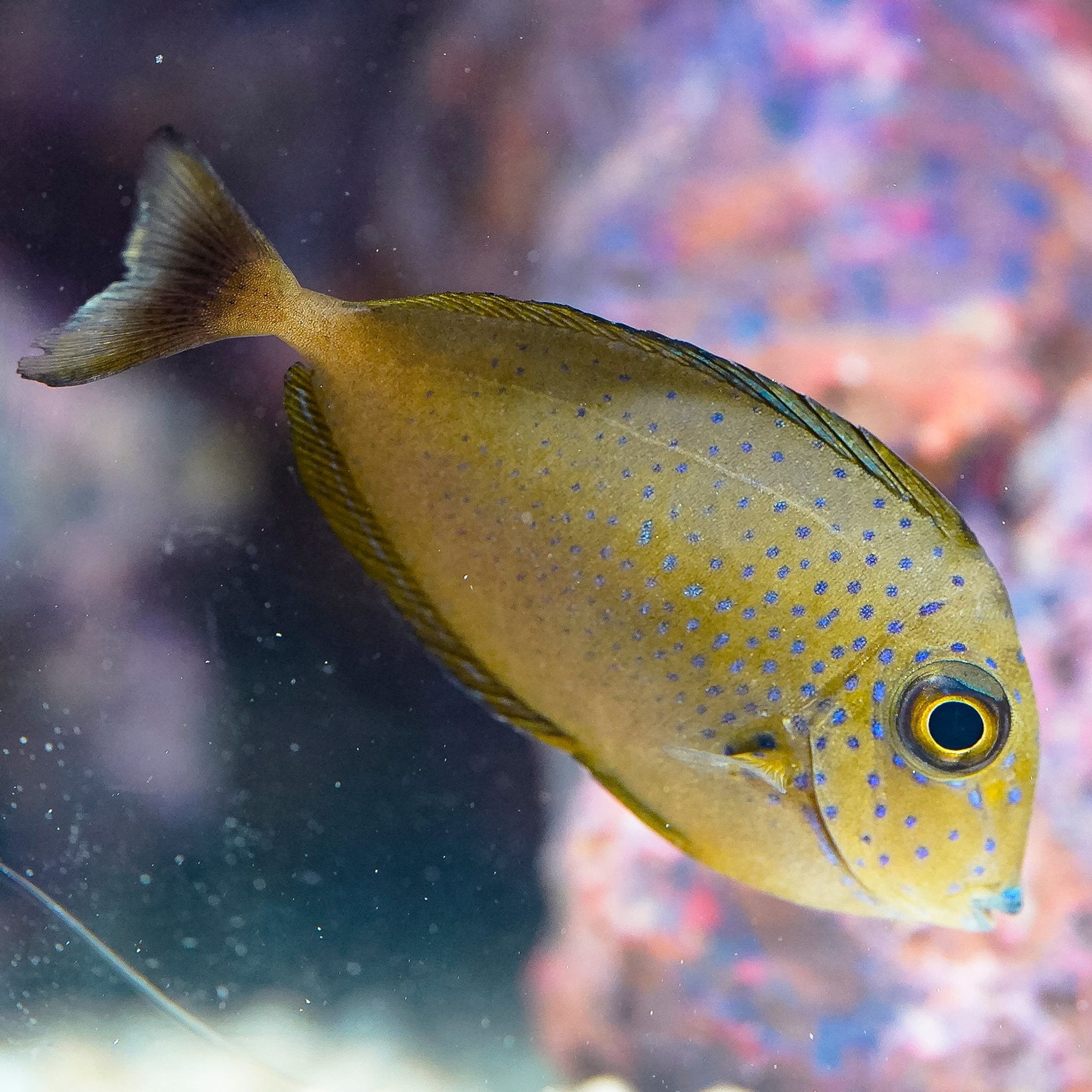How to Feed Kole Tang: Foods, Frequency and Common Feeding Problems