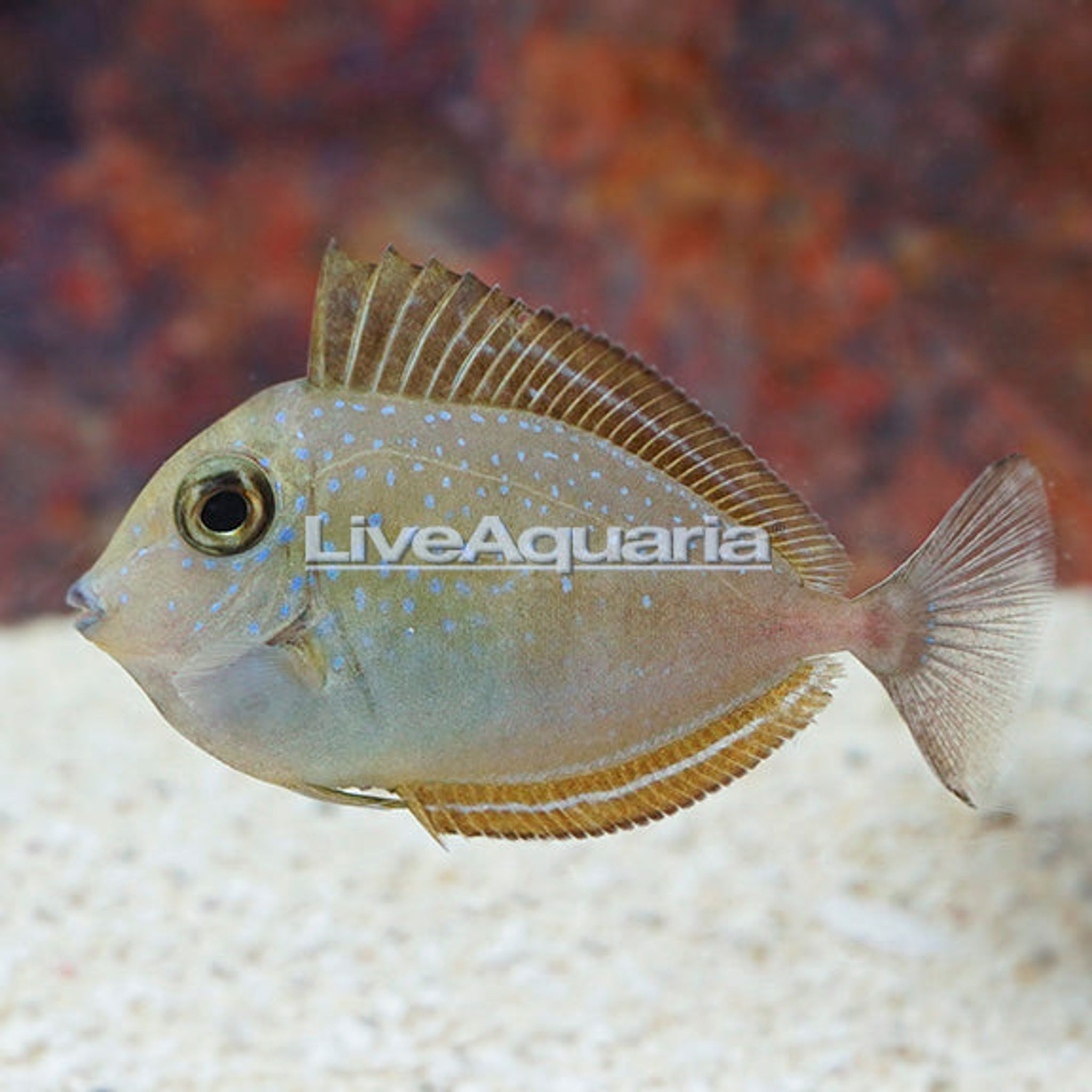 Vlamingii Tang