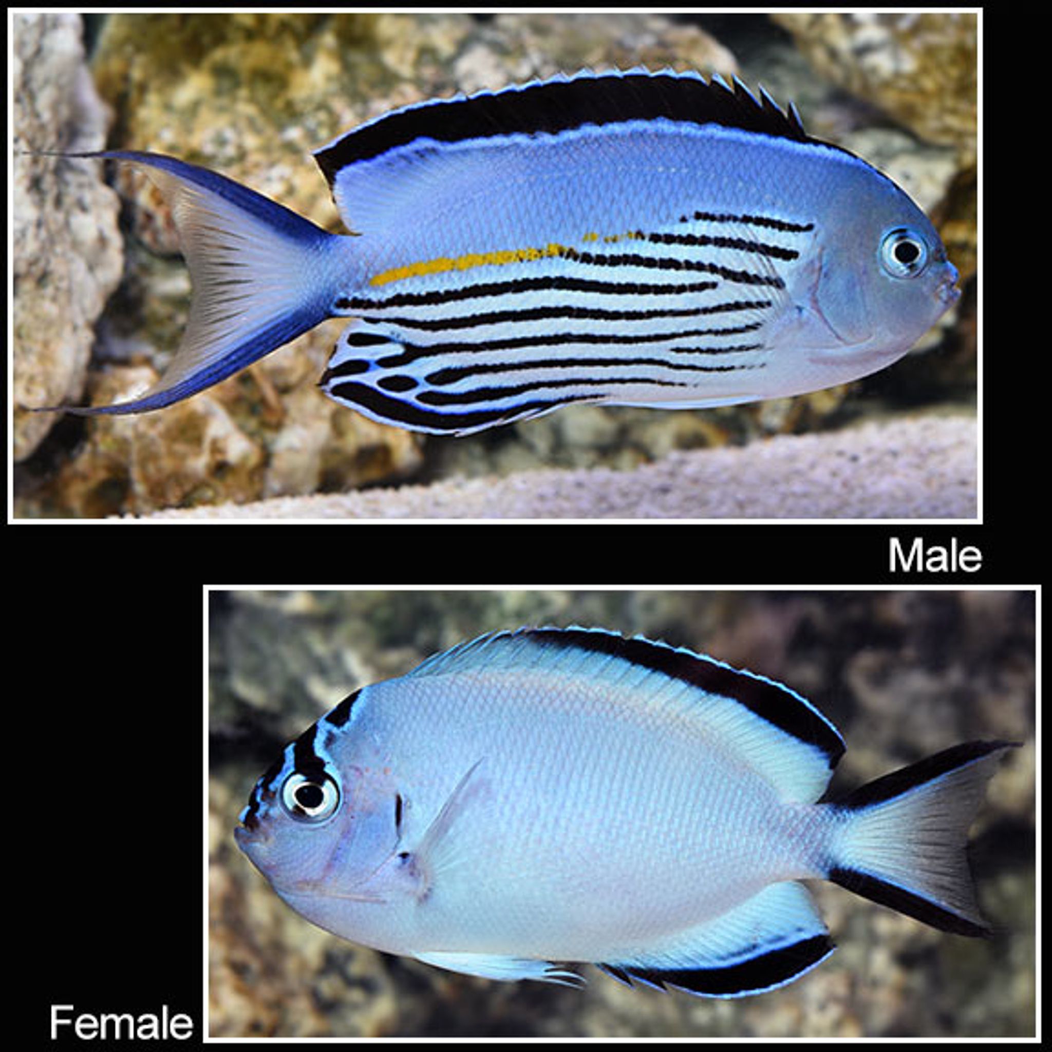 Watanabei Angelfish (Genicanthus watanabei)