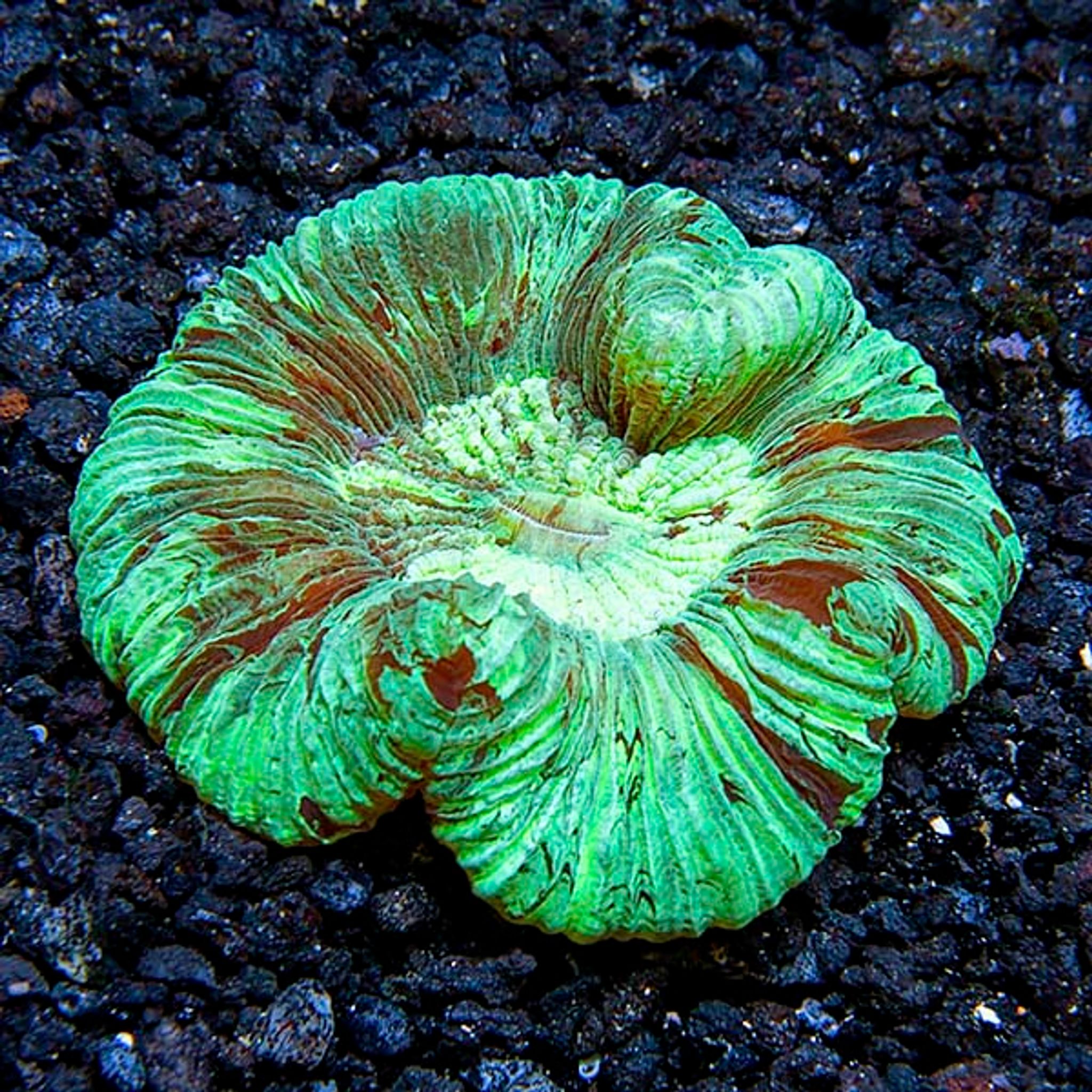 Wellso Folded Brain Coral