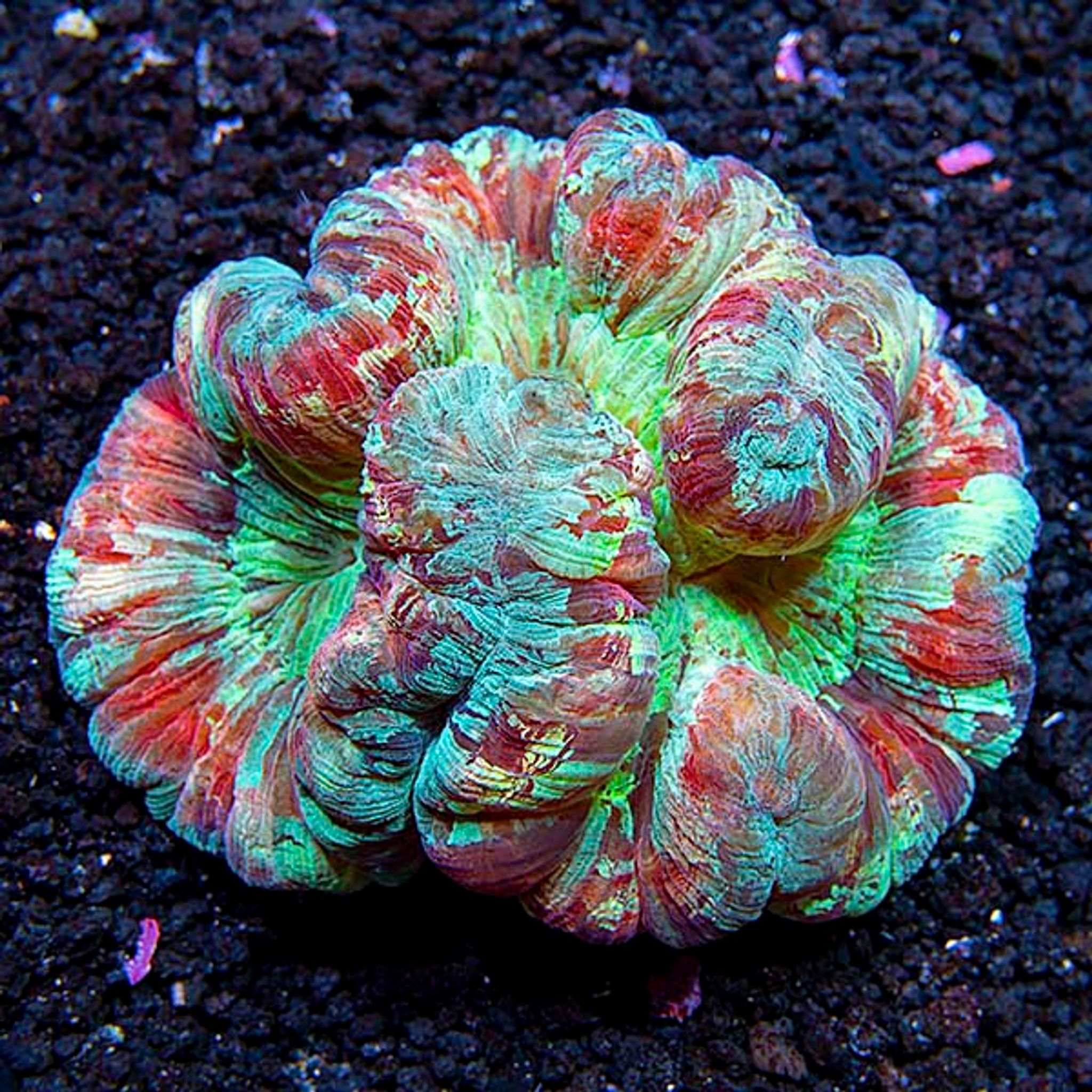 Wellso Folded Brain Coral