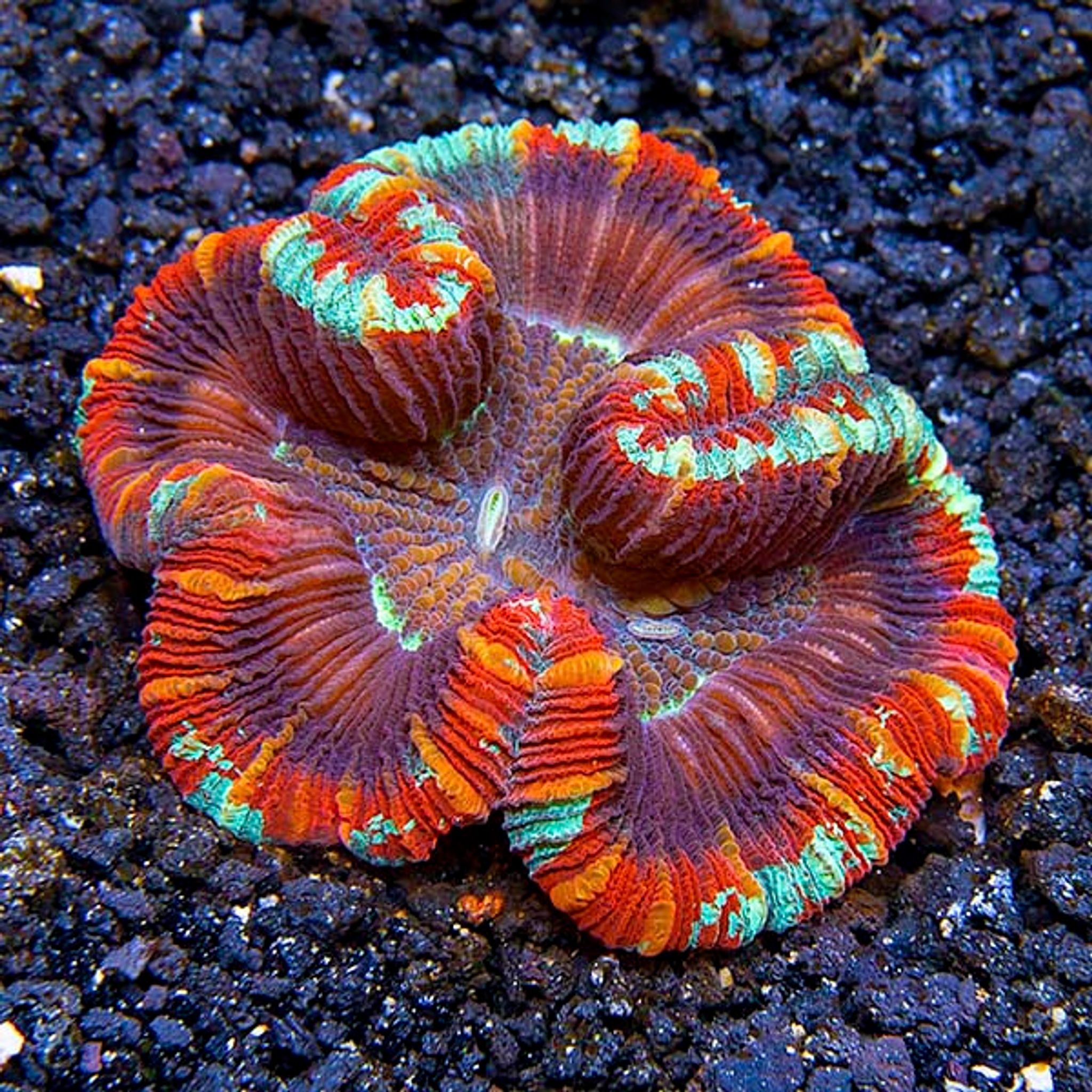 Wellso Folded Brain Coral