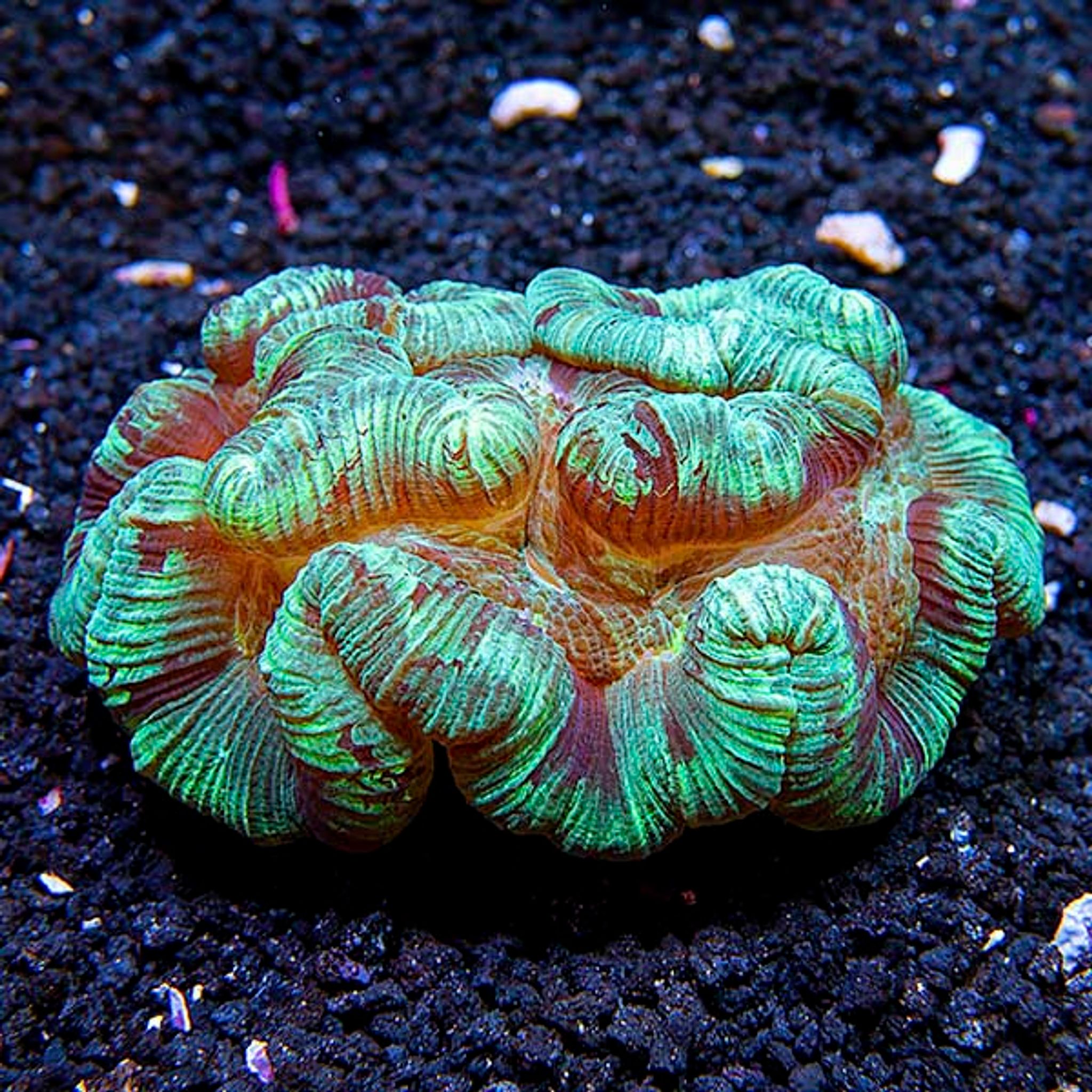Wellso Folded Brain Coral