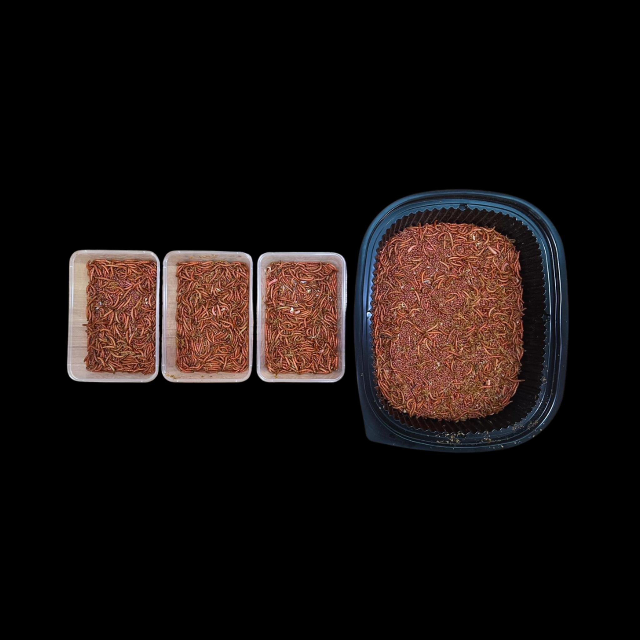 Beta-Carotene Mealworms