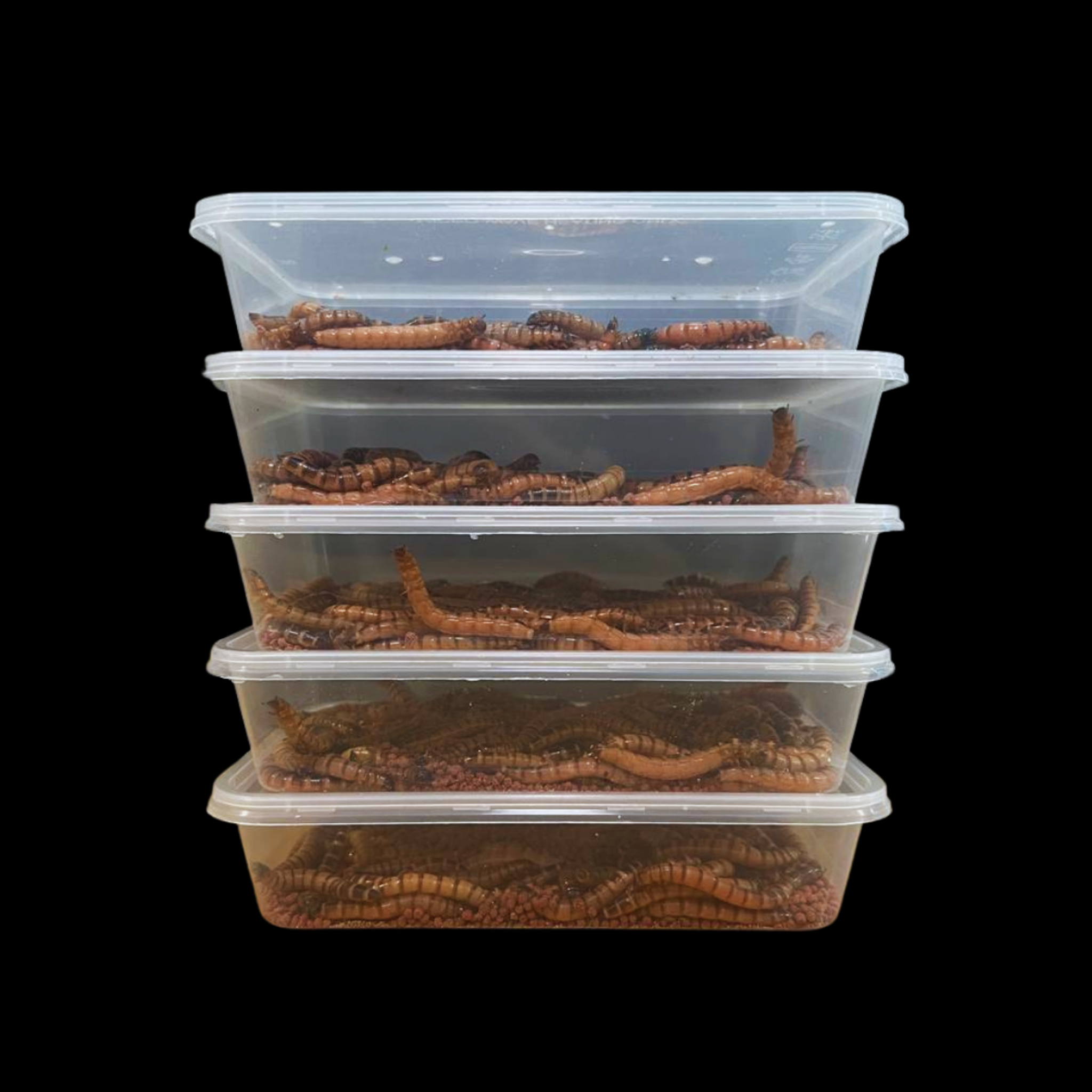 Beta-Carotene Superworms