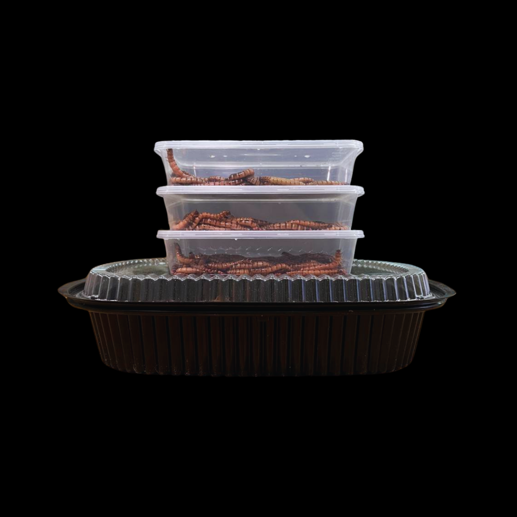 Beta-Carotene Superworms