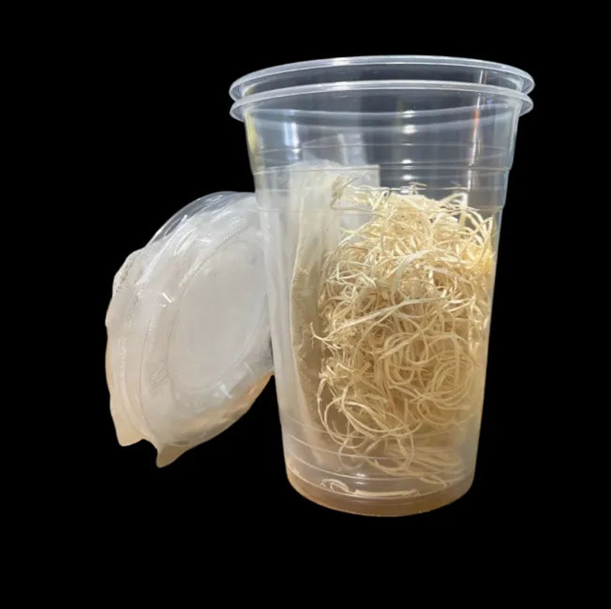 Flightless Fruit Flies Culture Starter Kit