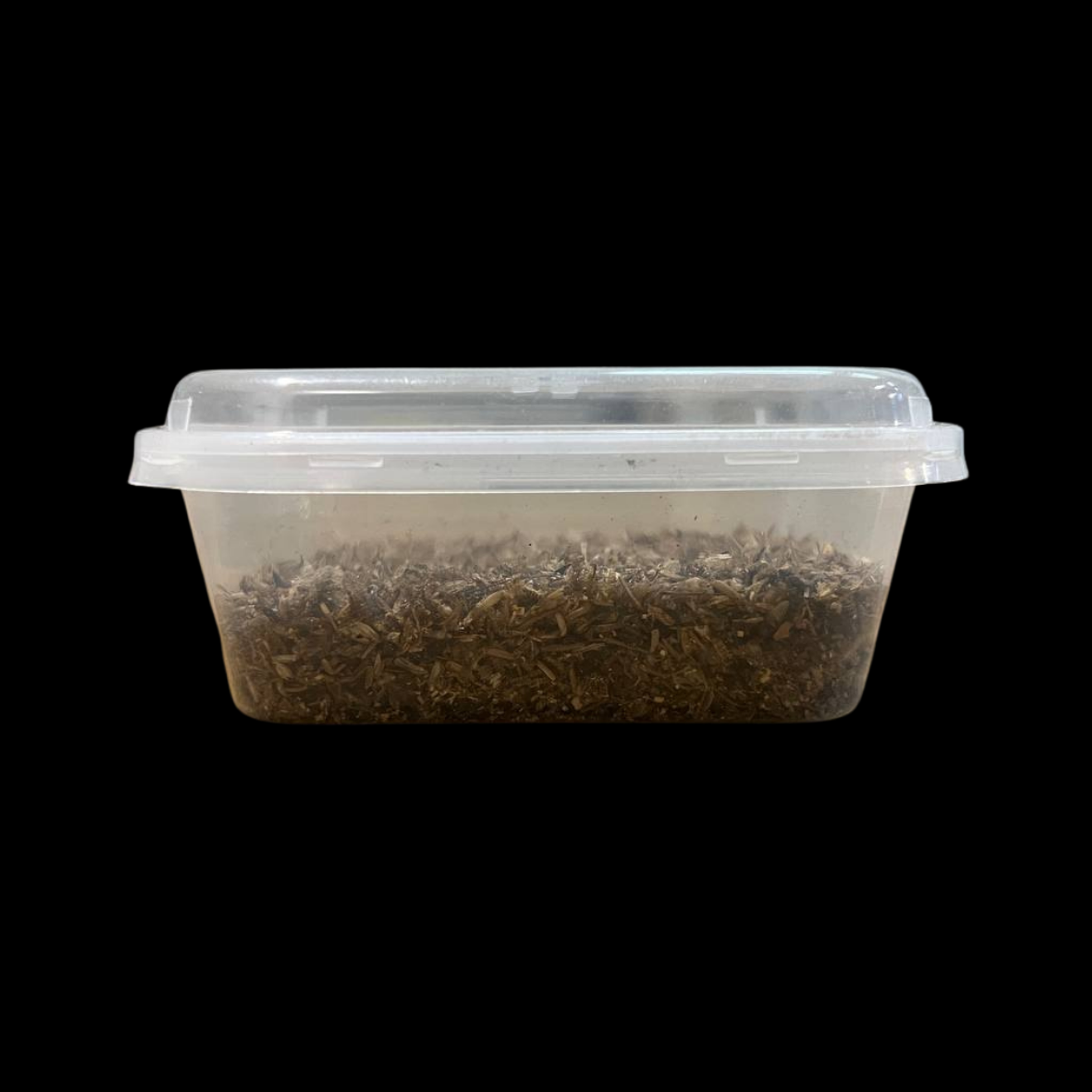 Lesser Mealworm Culture