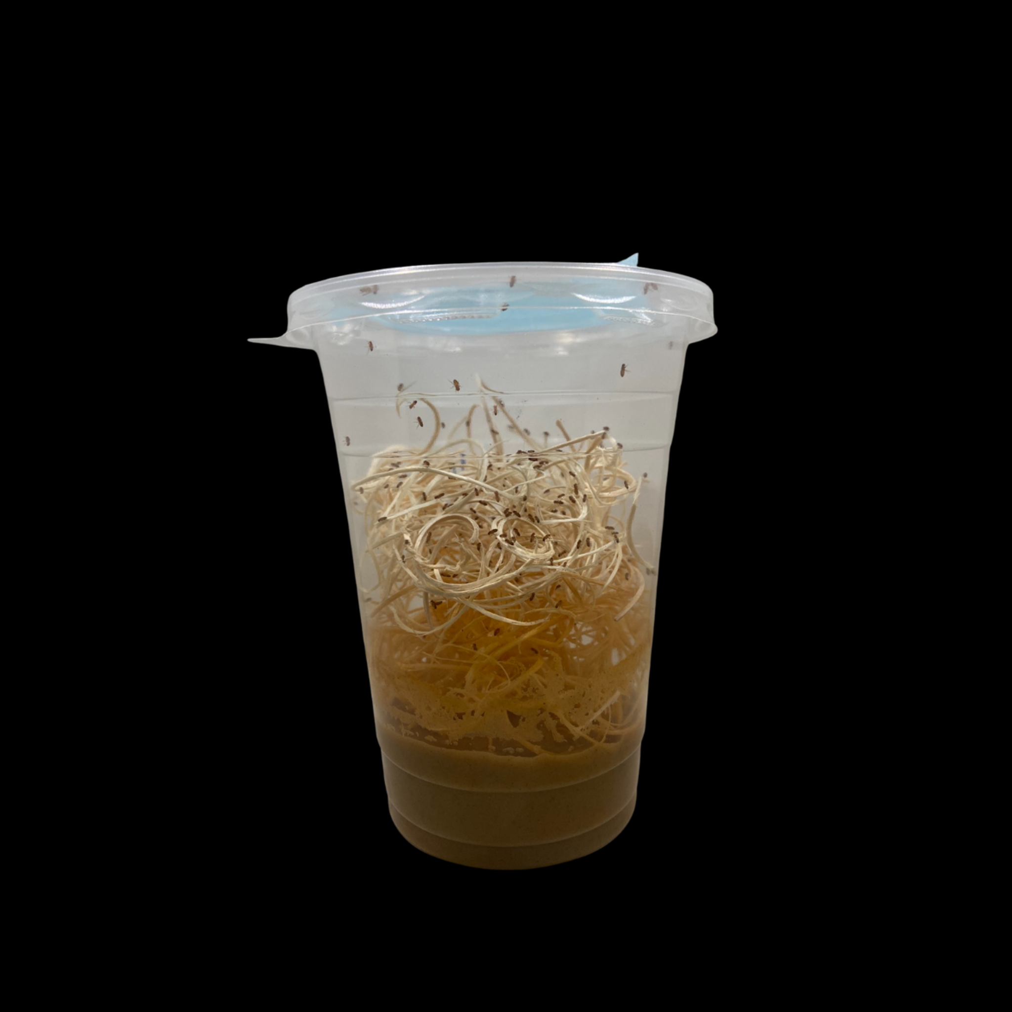 Melanogaster