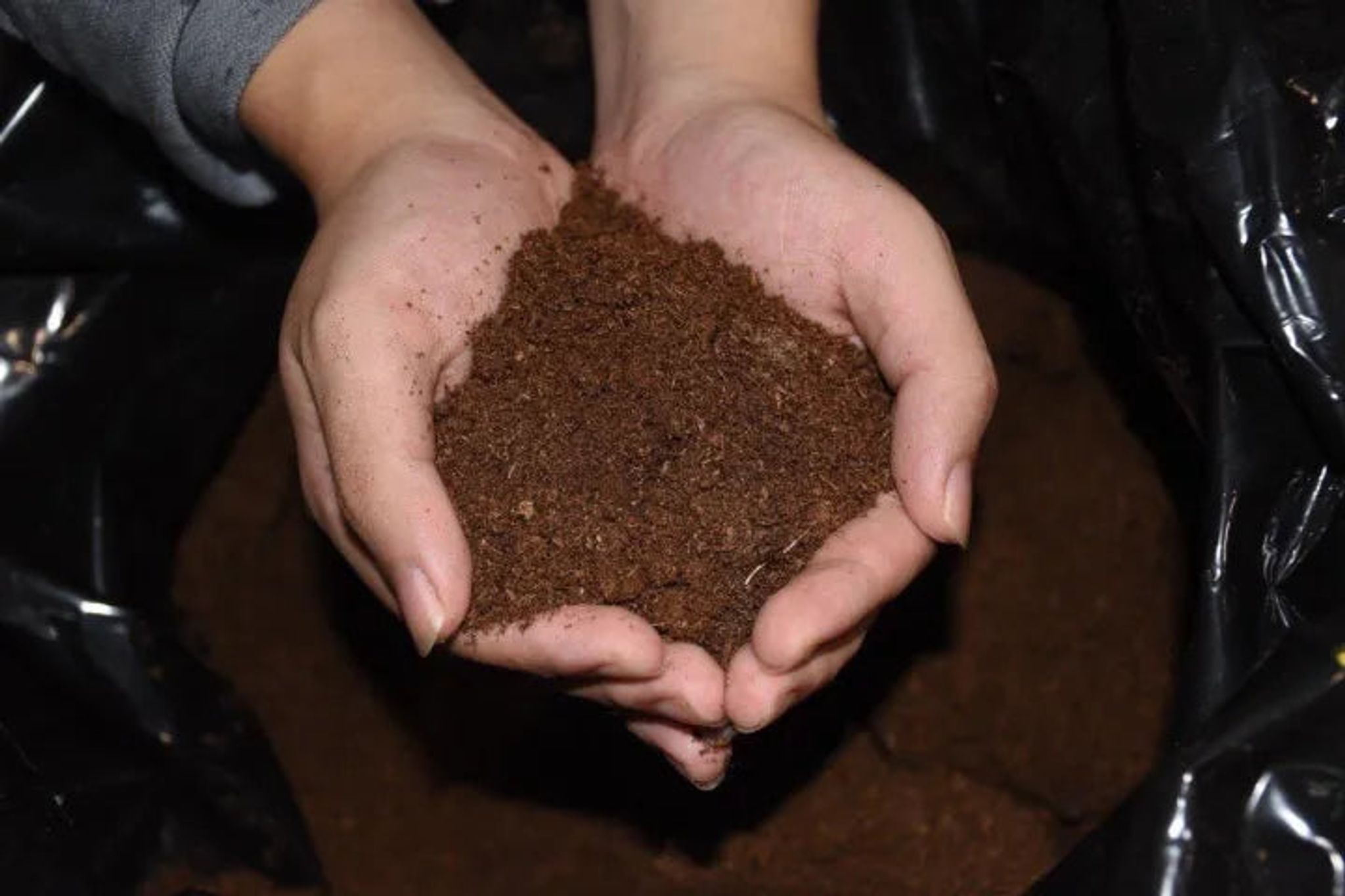 Sphagnum Peat Moss