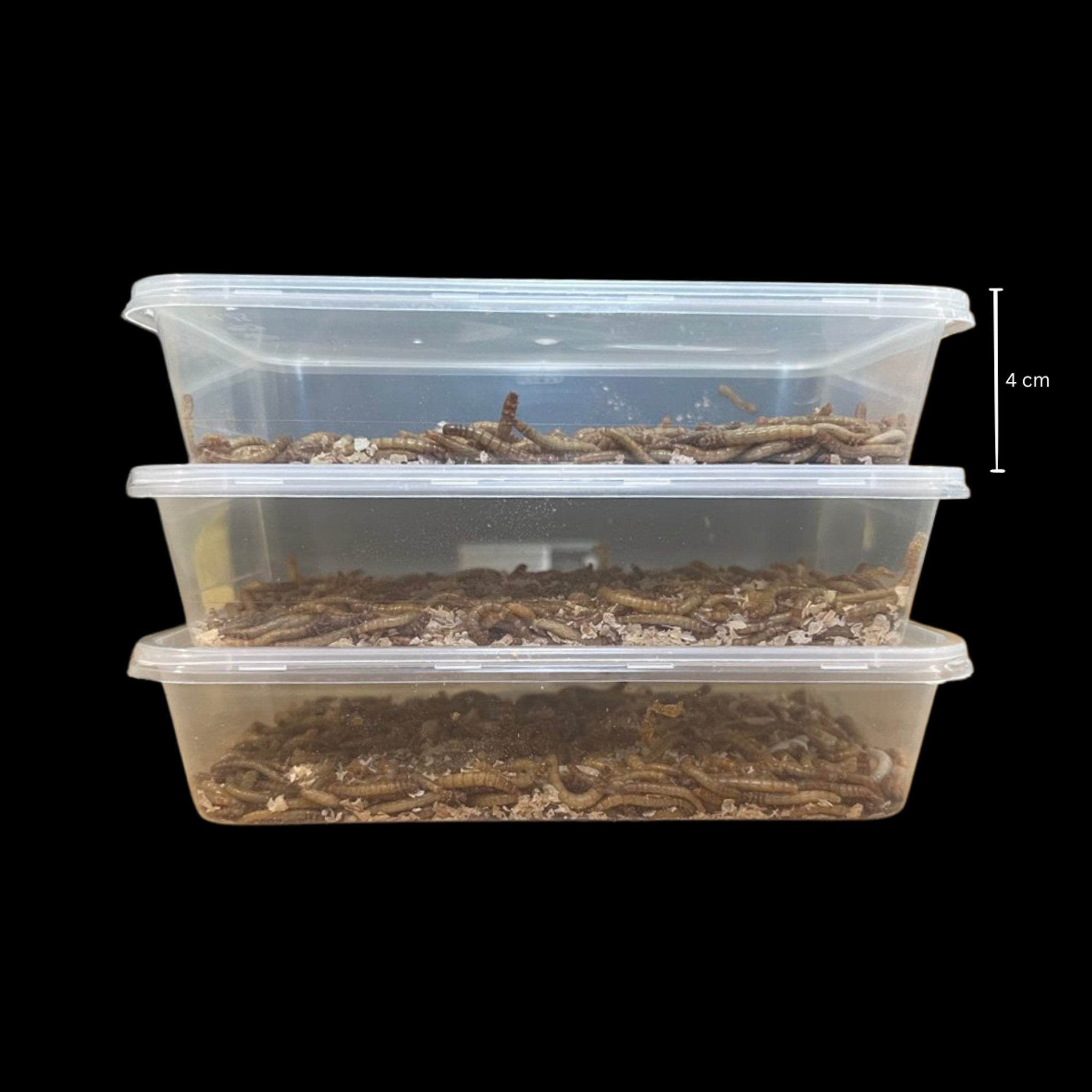 Standard Mealworms