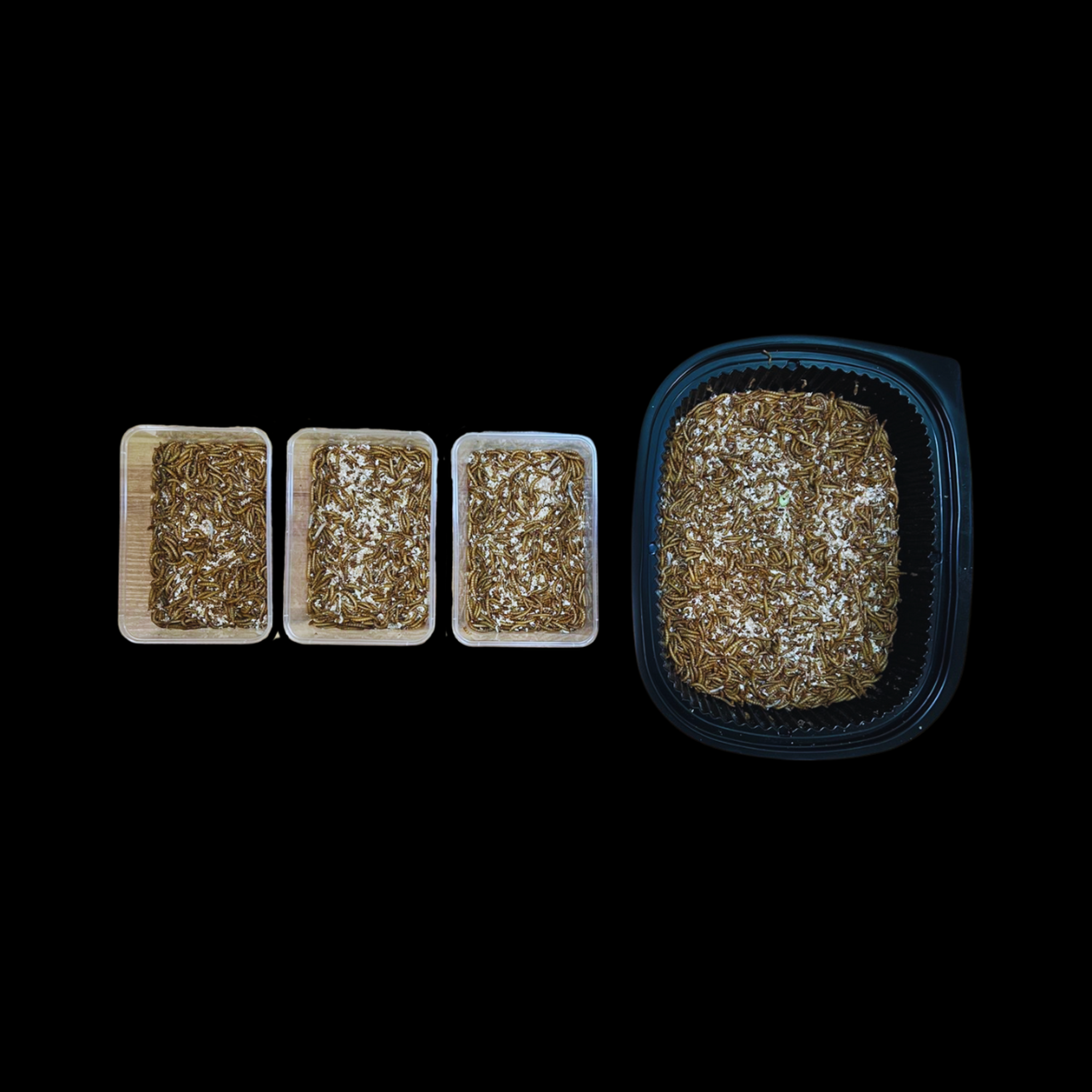 Standard Mealworms