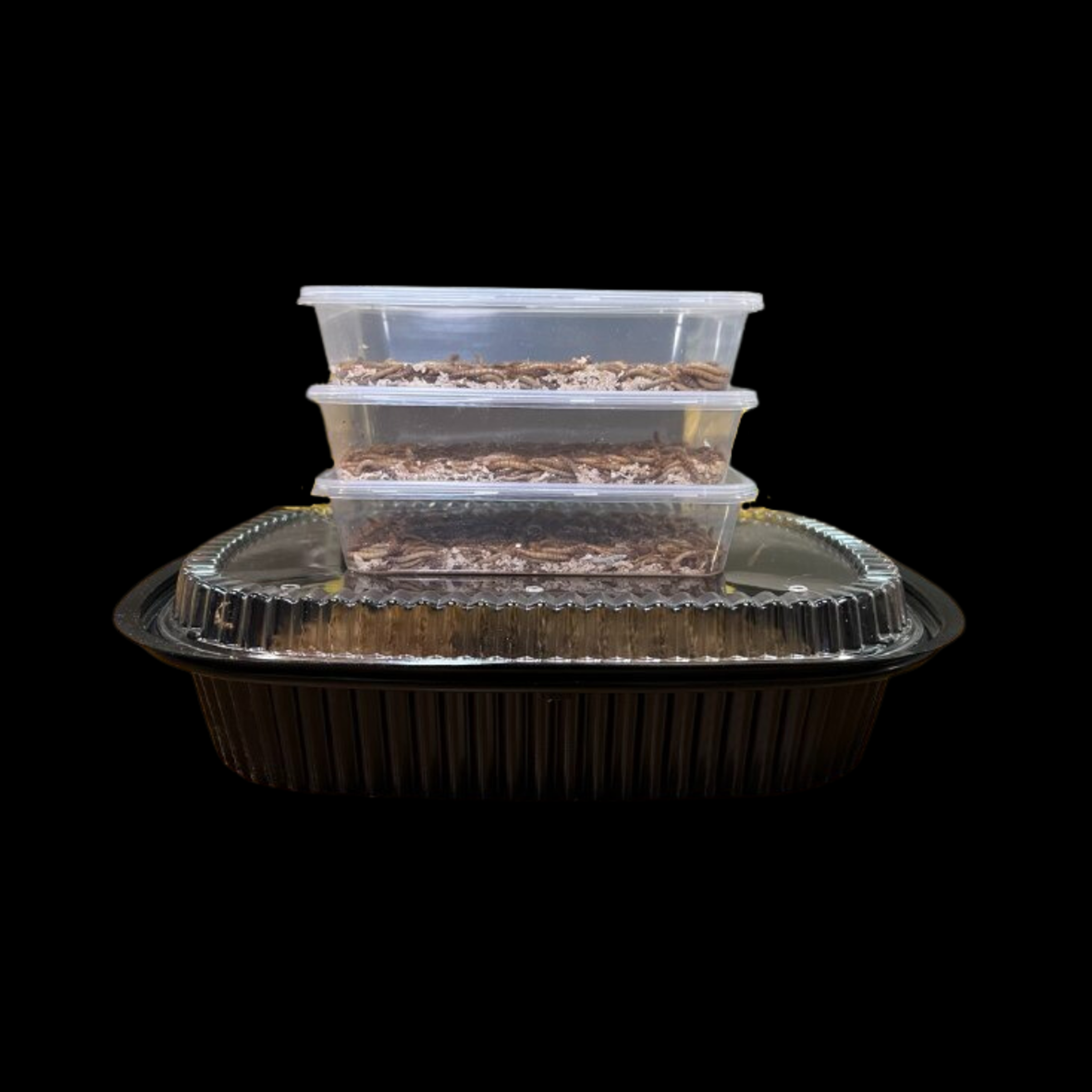 Standard Mealworms