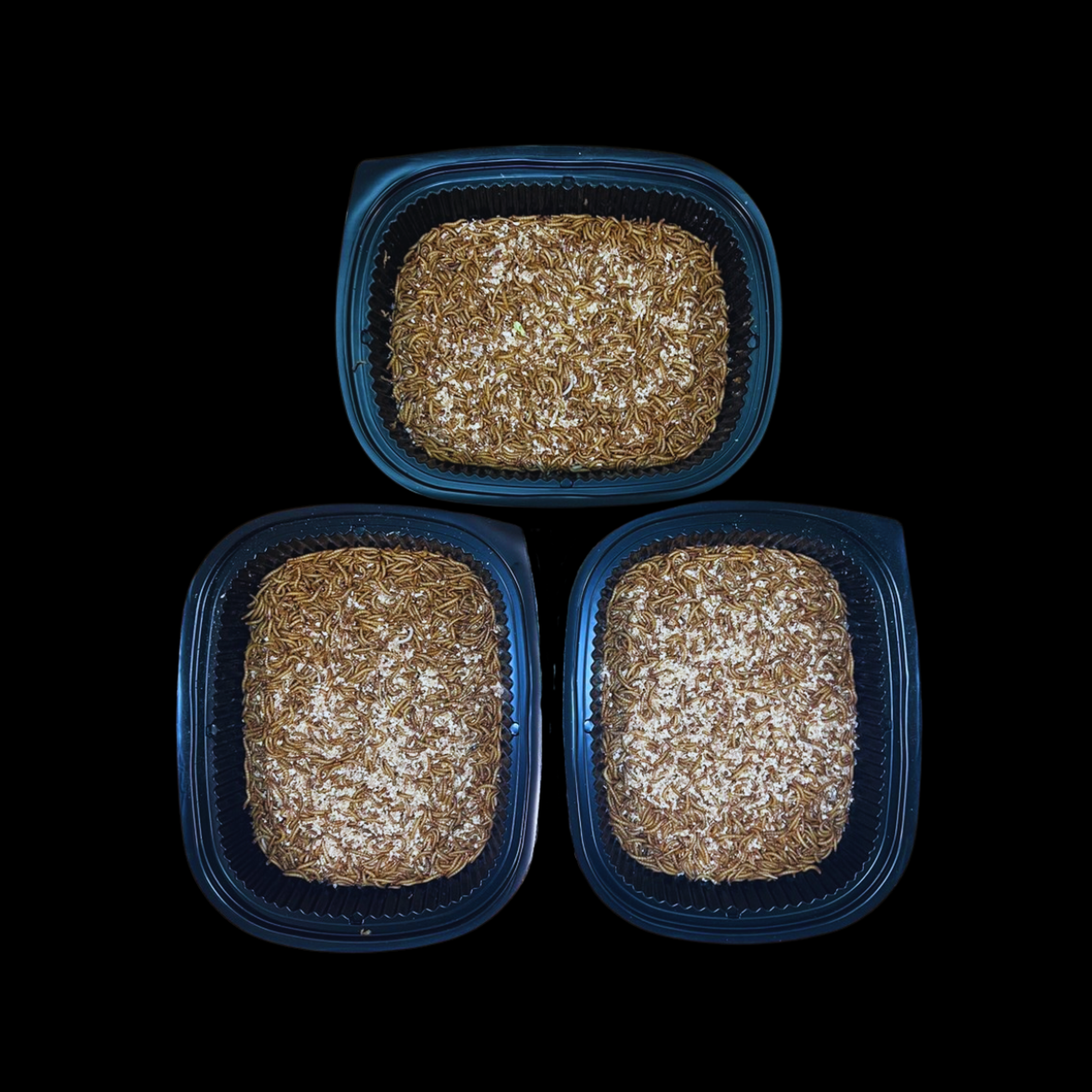 Standard Mealworms