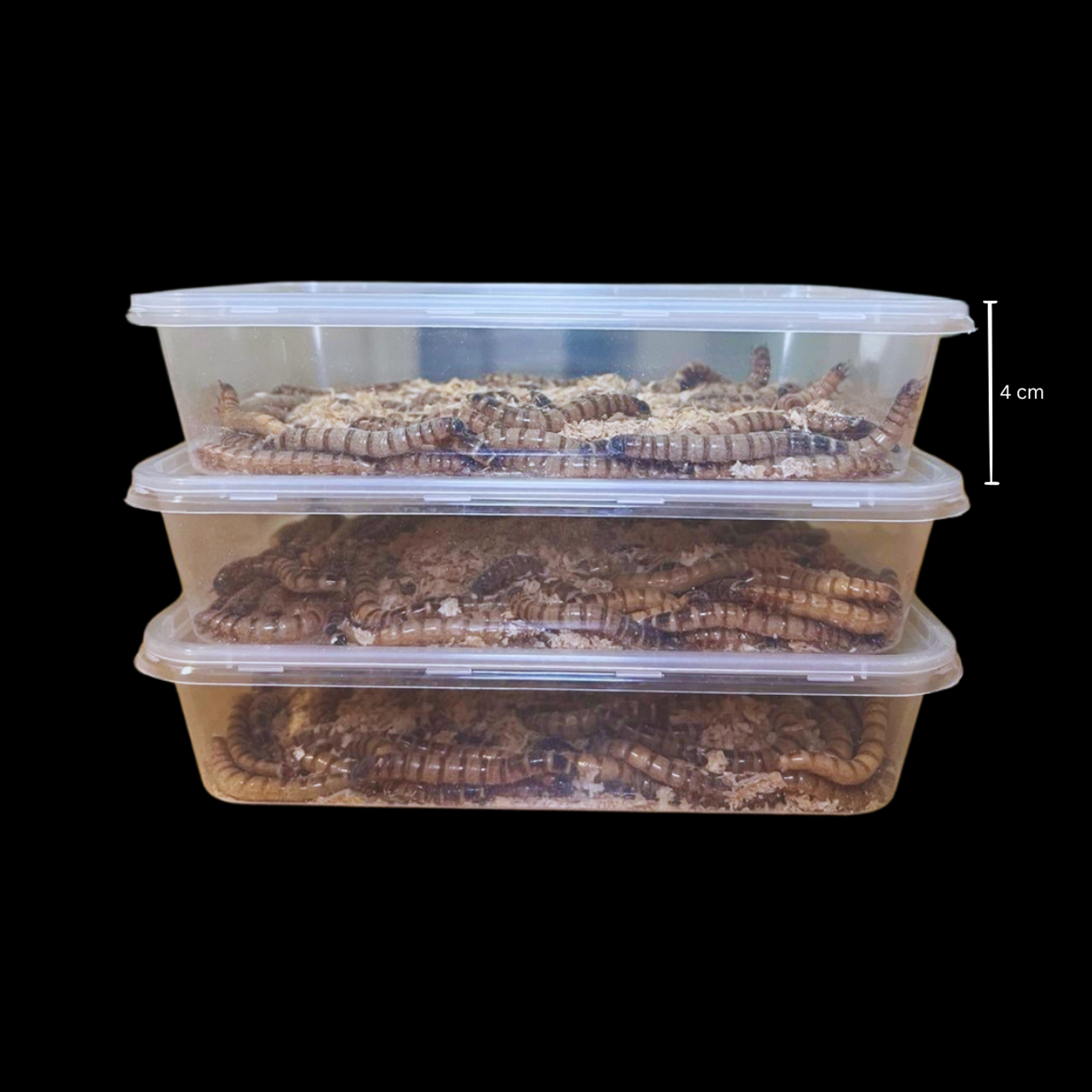 Standard Superworms