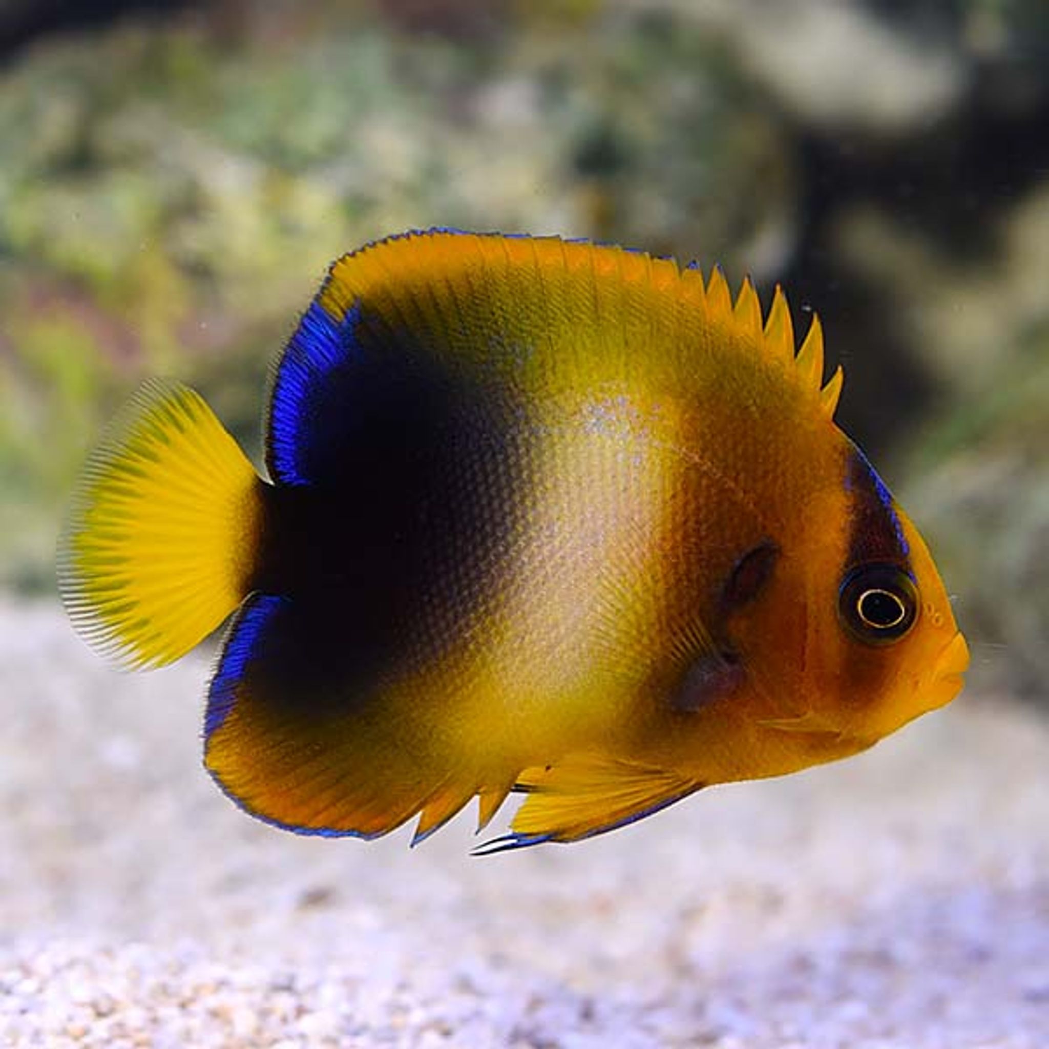 West African Angelfish