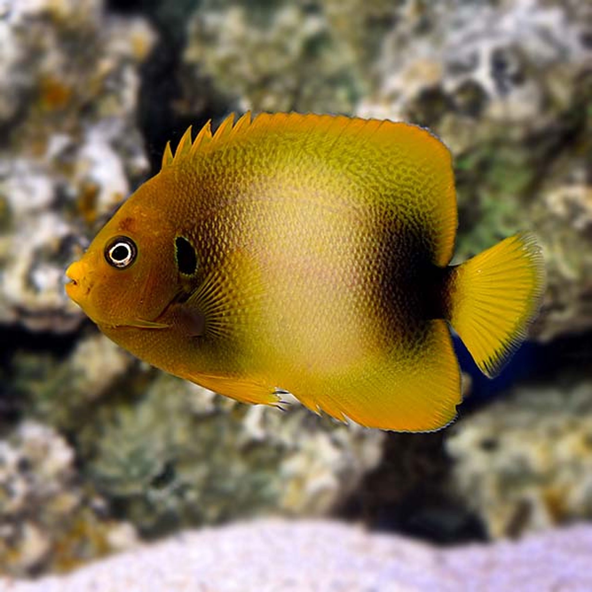 West African Angelfish