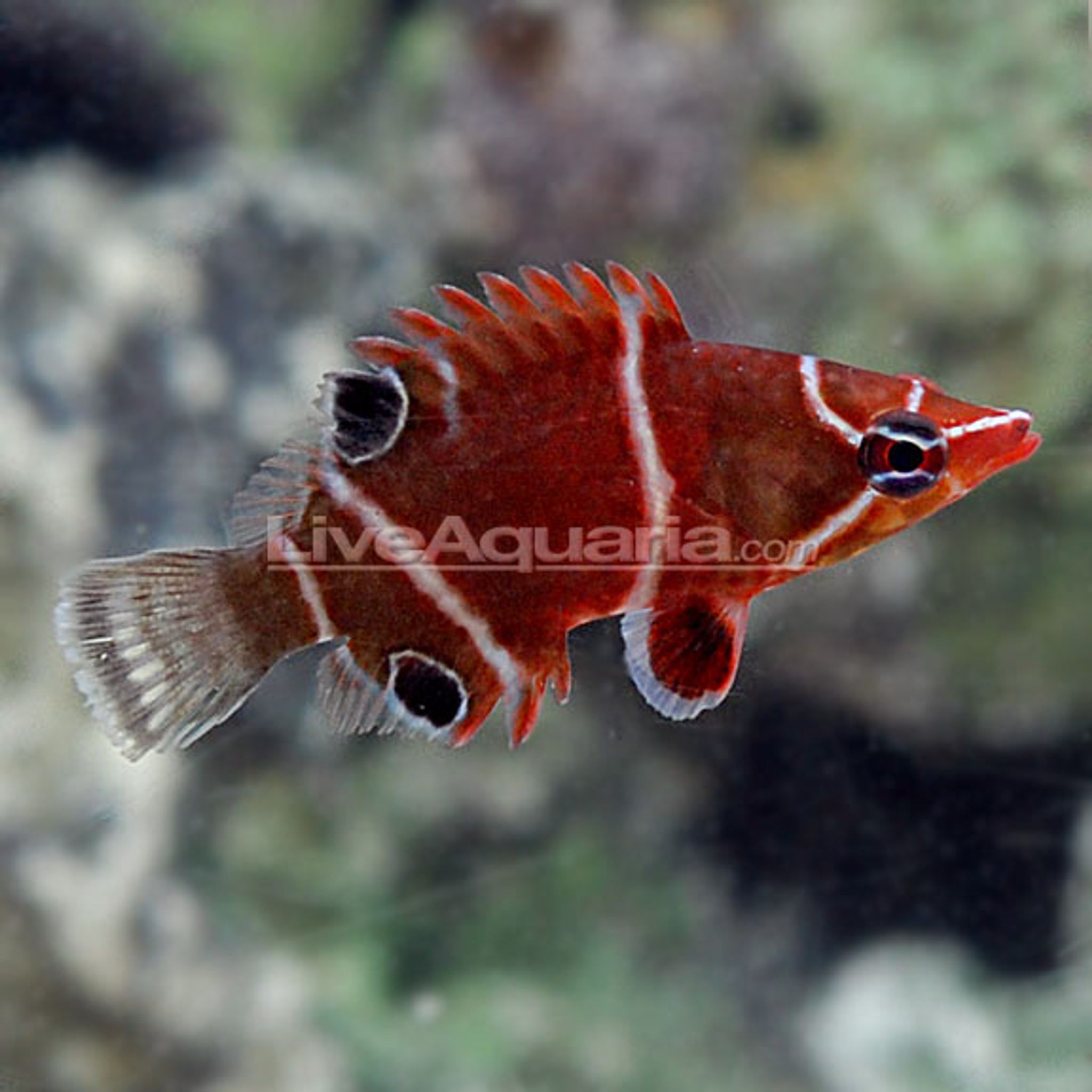White Banded Possum Wrasse (Wetmorella albofasciata)