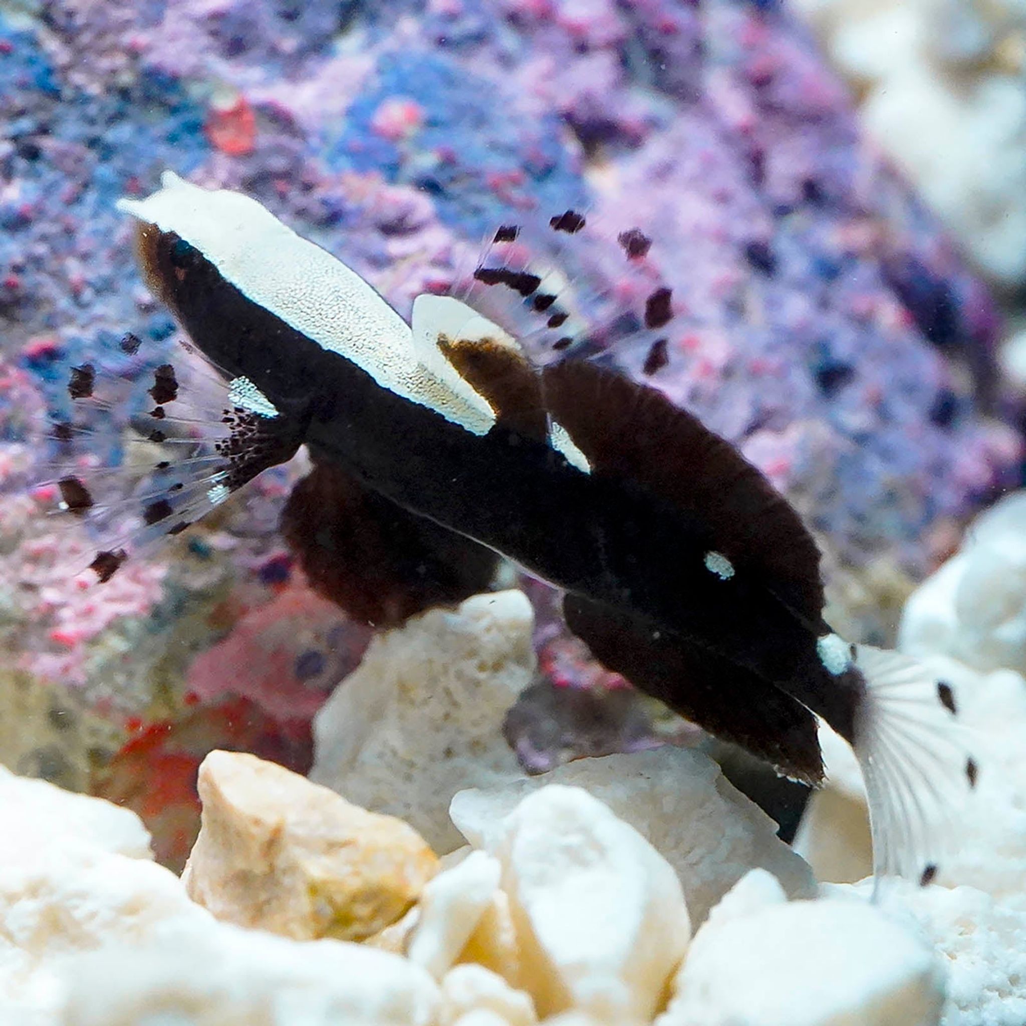 White Cap Goby