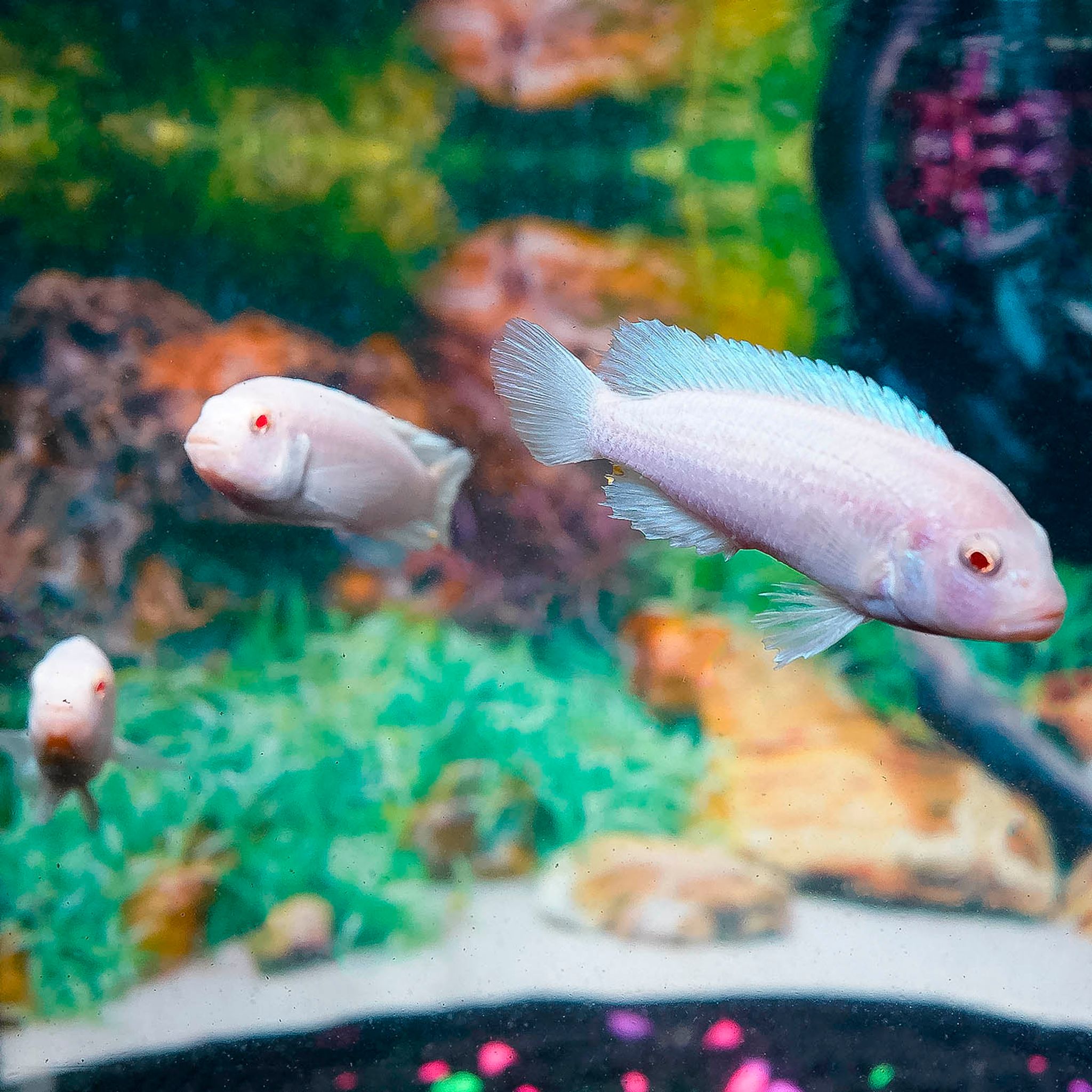 White Cichlid 3-Lot 3" WYSIWYG