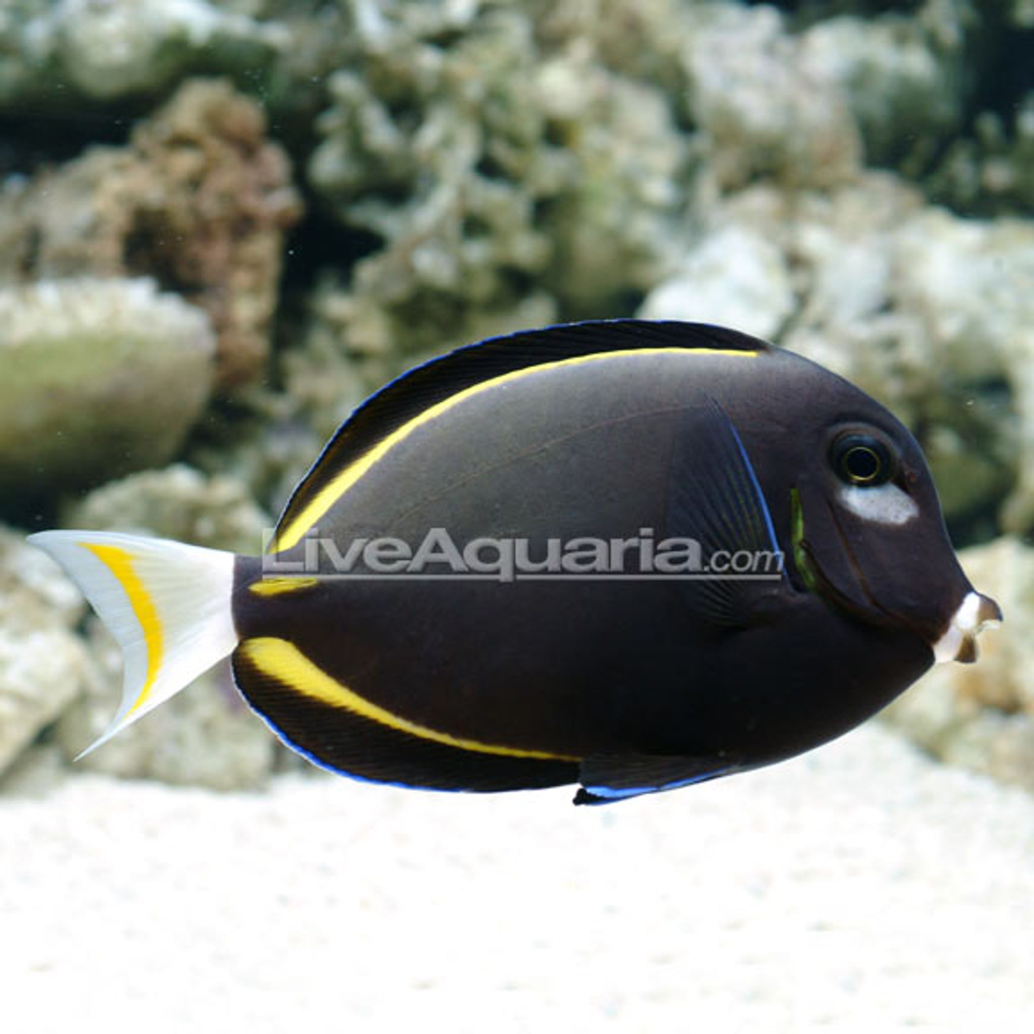 Whitecheek Tang (Acanthurus nigricans)