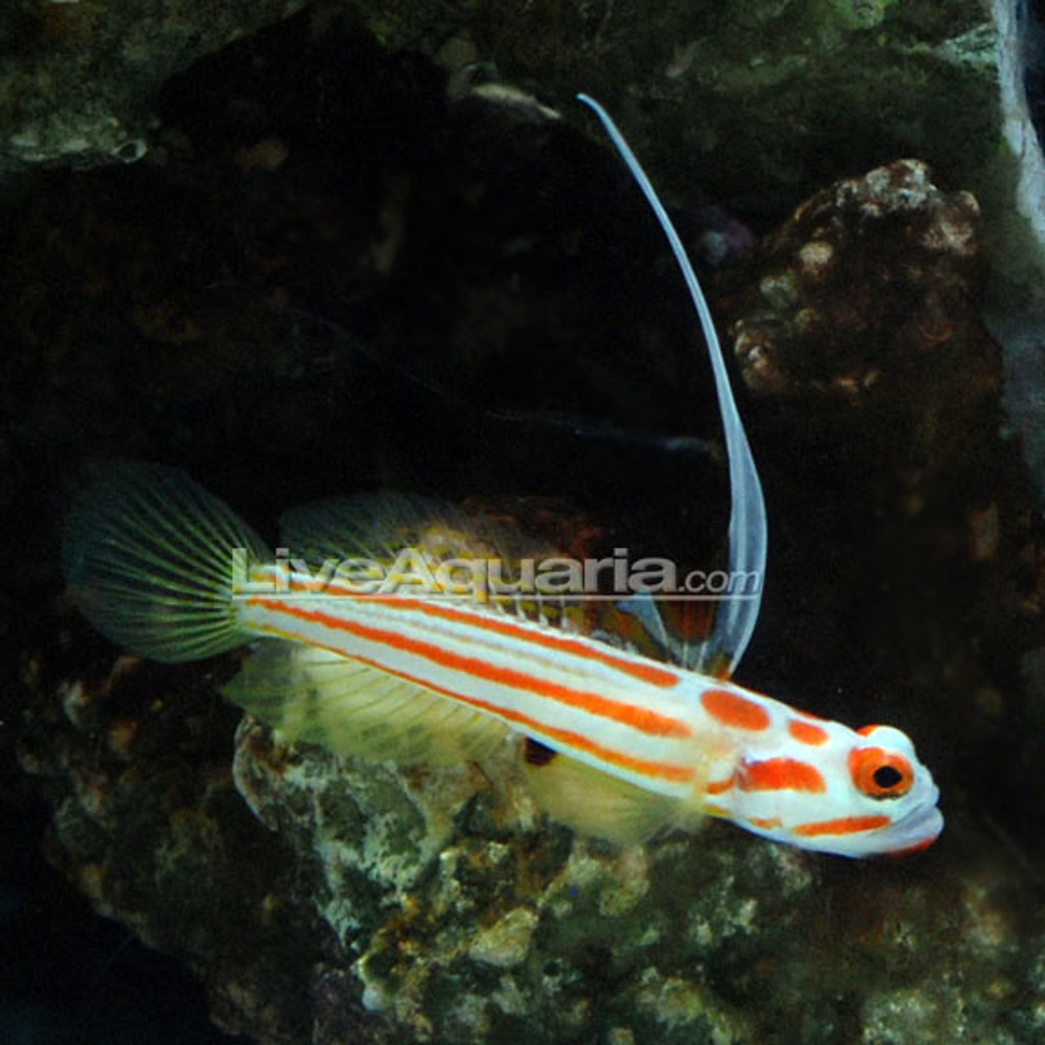 Proaquatix Captive Bred Yasha White Ray Shrimp Goby