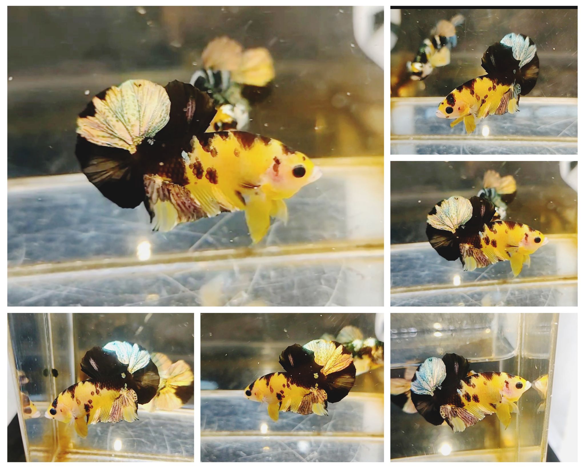 yellow koi cooper
