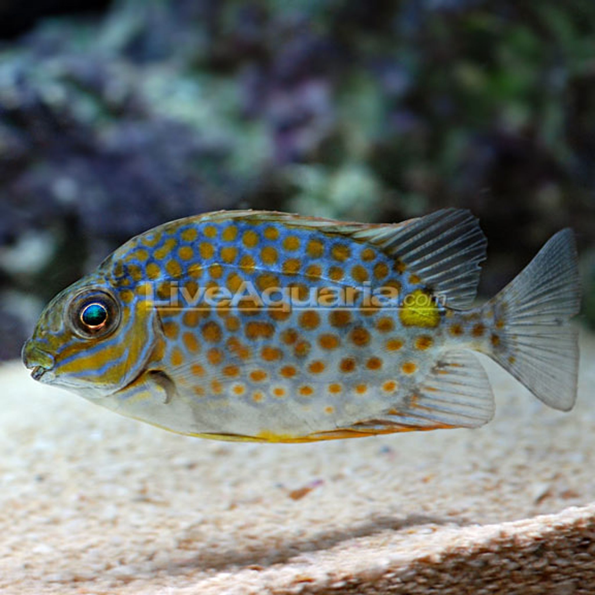 How to Feed Foxface Rabbitfish: Foods, Frequency and Common Feeding Problems