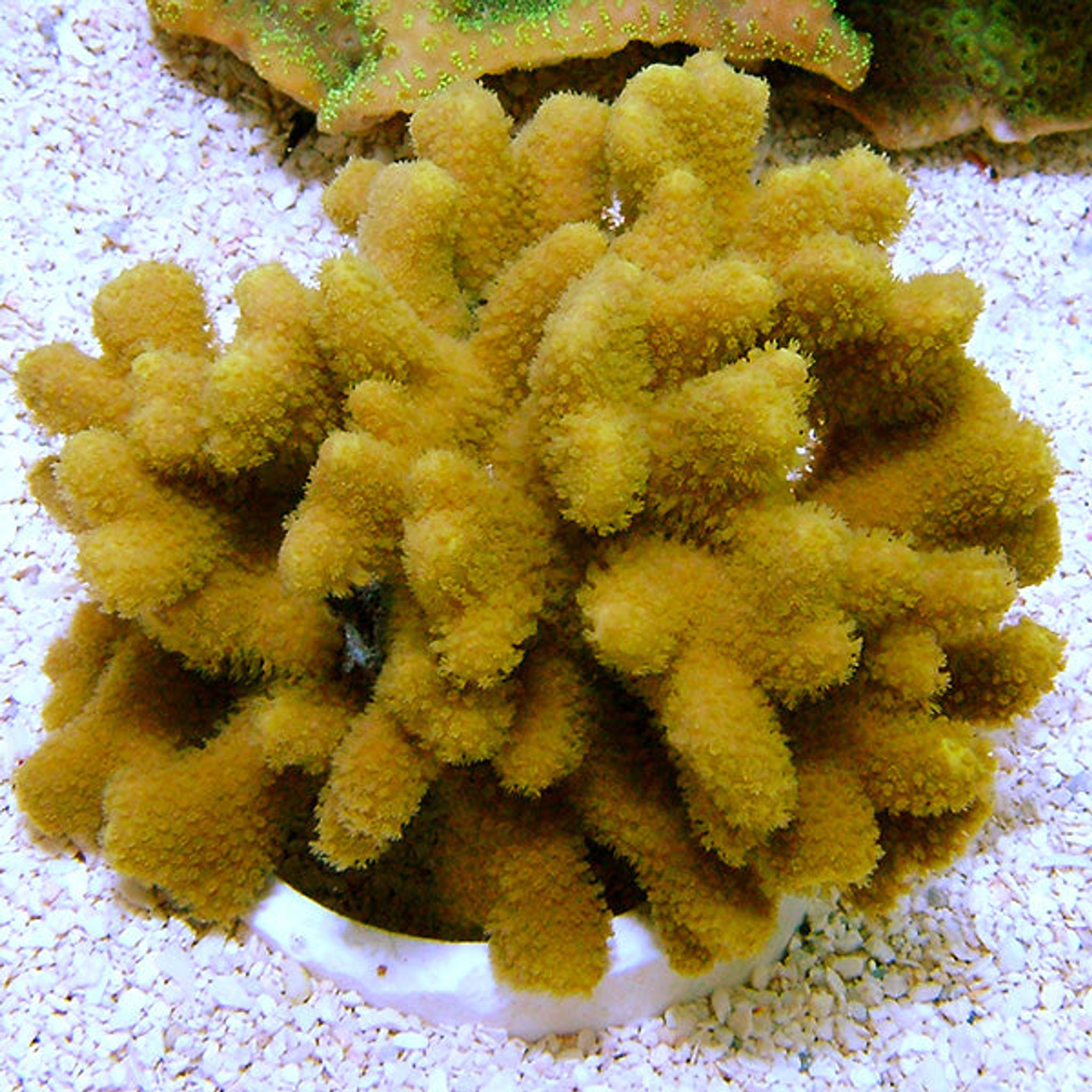 Best Placement for Porites: PAR, Flow and Space Requirements