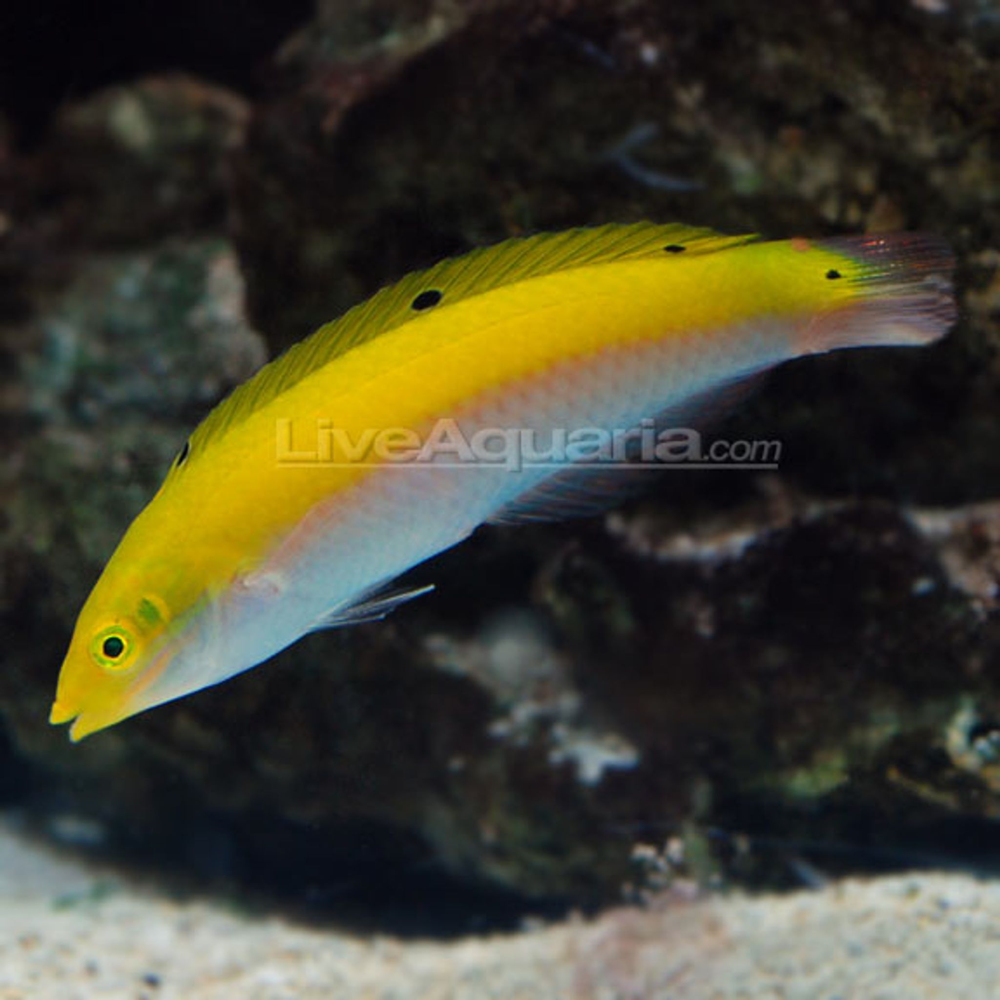 Is Melanurus Wrasse Reef Safe? Coral and Invertebrate Compatibility Explained