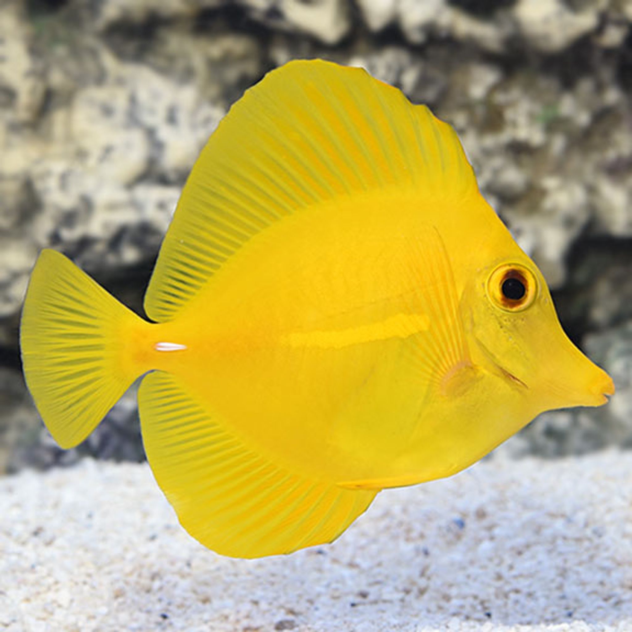 How to Feed Yellow Tang: Foods, Frequency and Common Feeding Problems