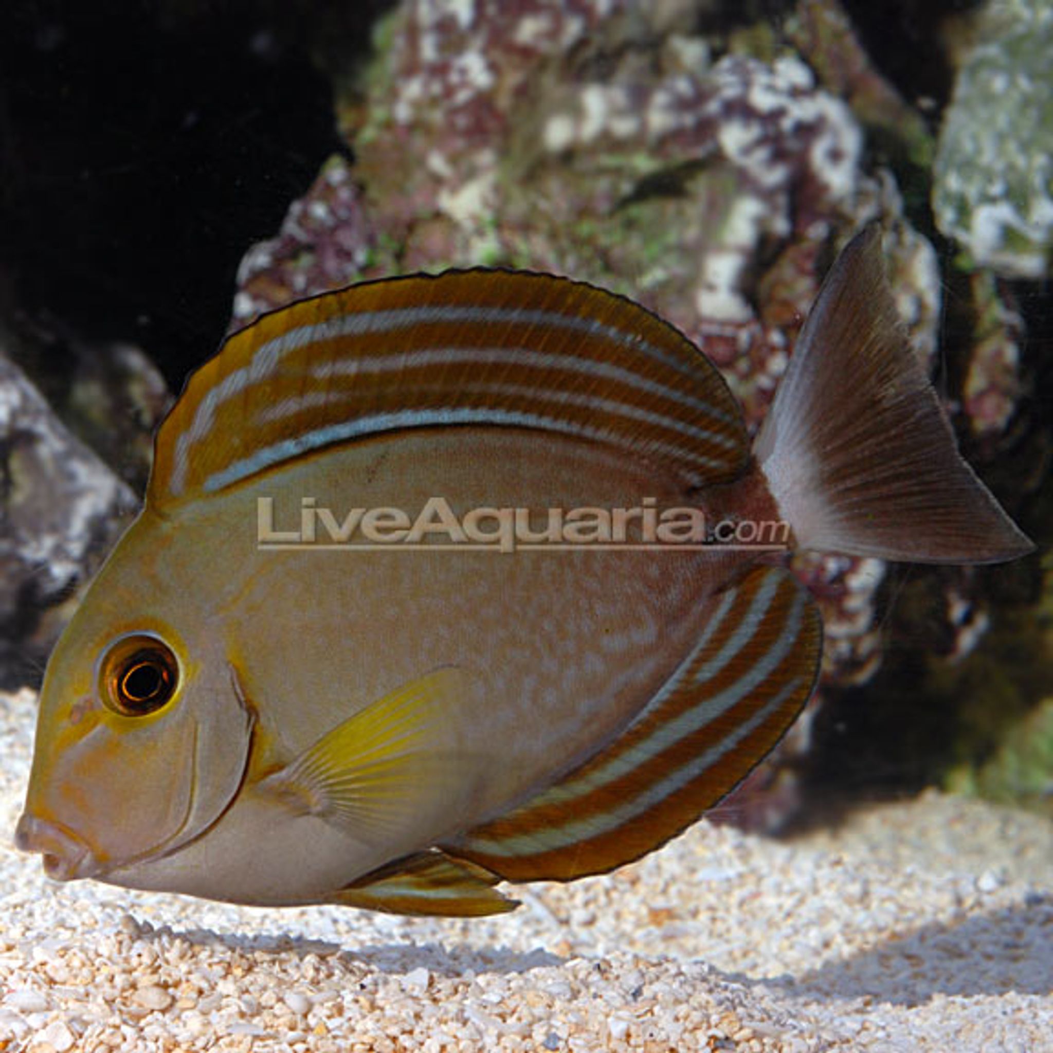 Yellowfin Tang (Acanthurus xanthopterus)