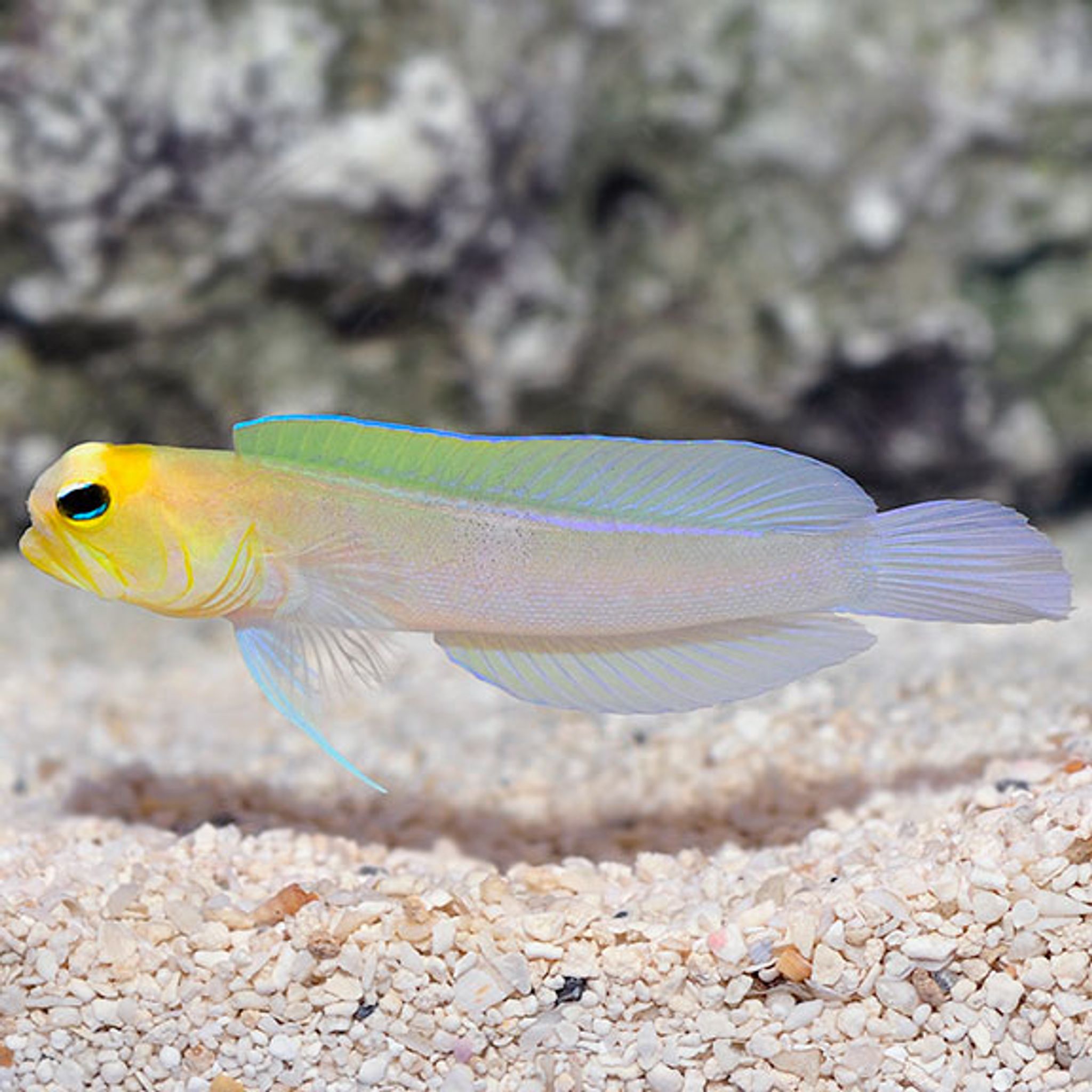 Yellowhead Jawfish