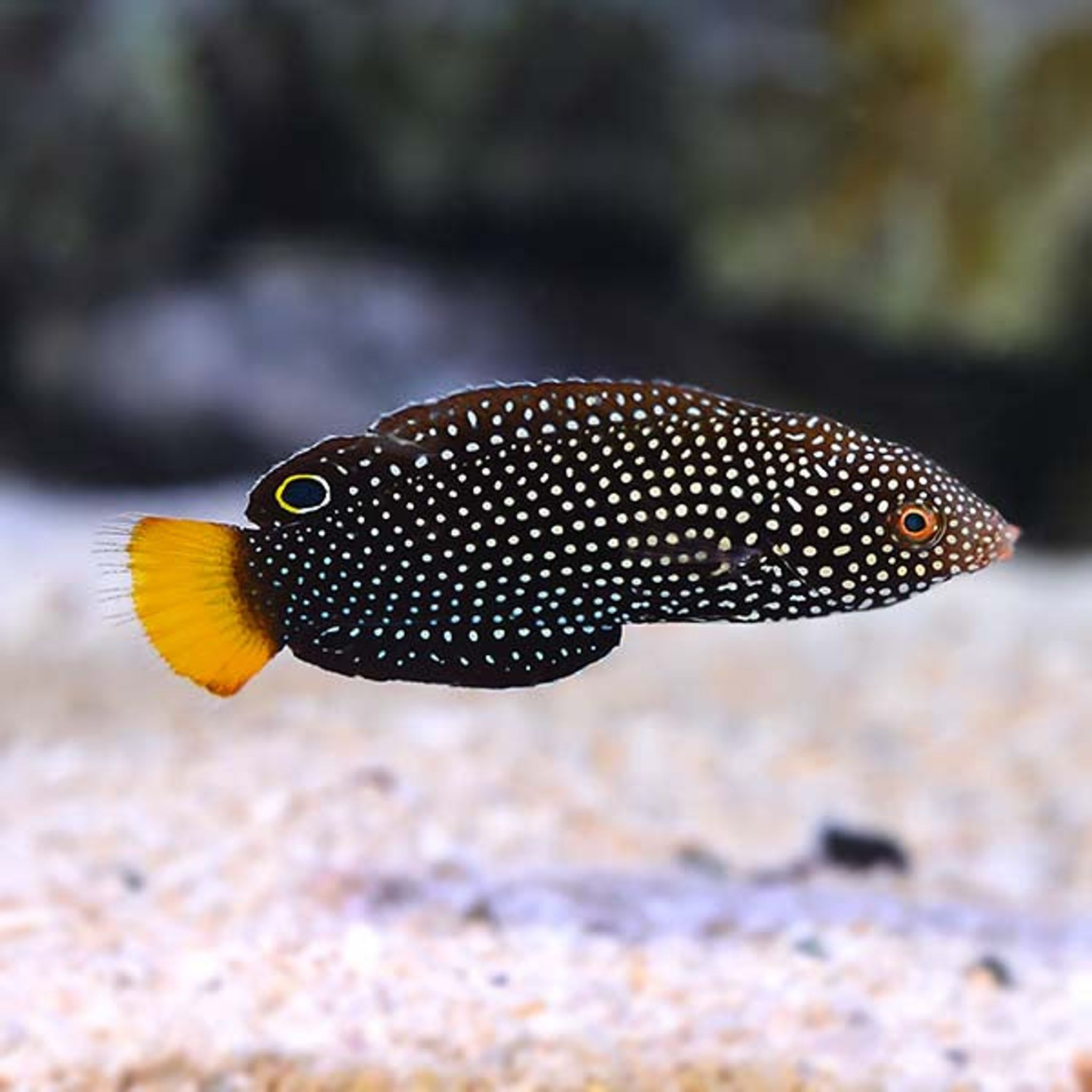 Yellowtail Wrasse EXPERT ONLY (Anampses meleagrides)