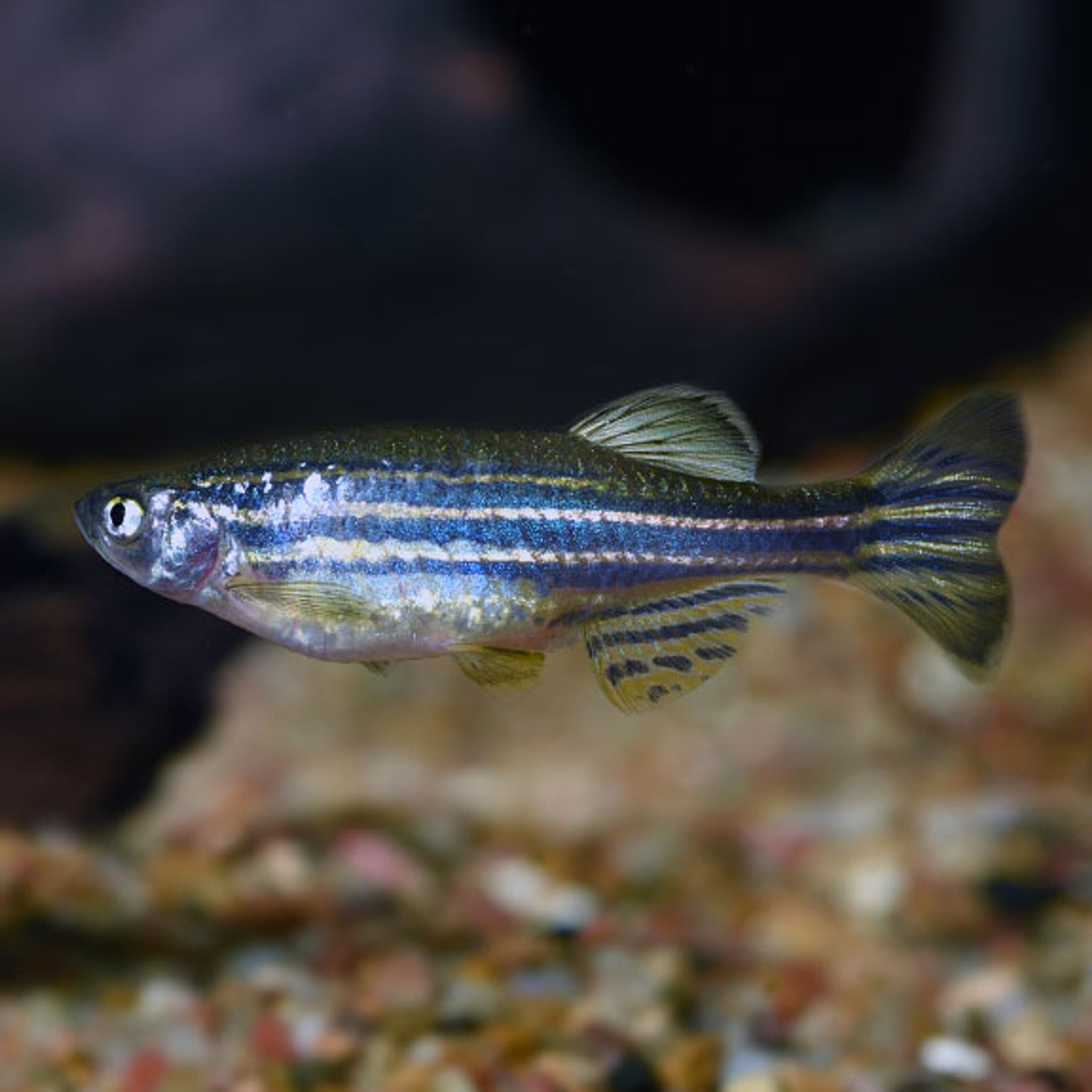 What Do Zebra Danio Eat? A Practical Feeding Guide